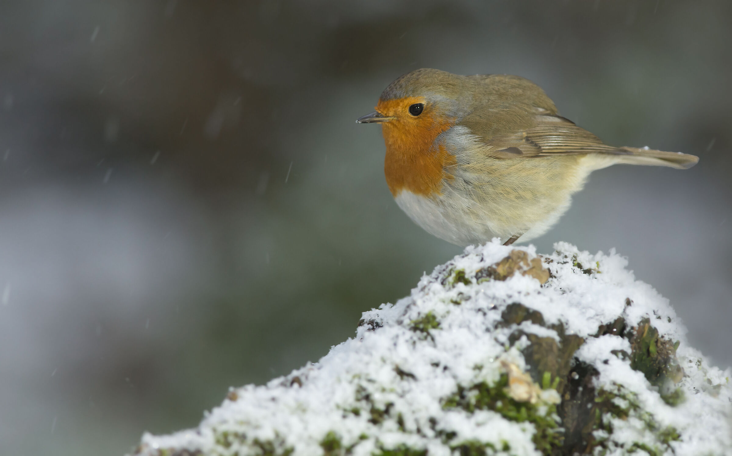 La prima neve di Robin...