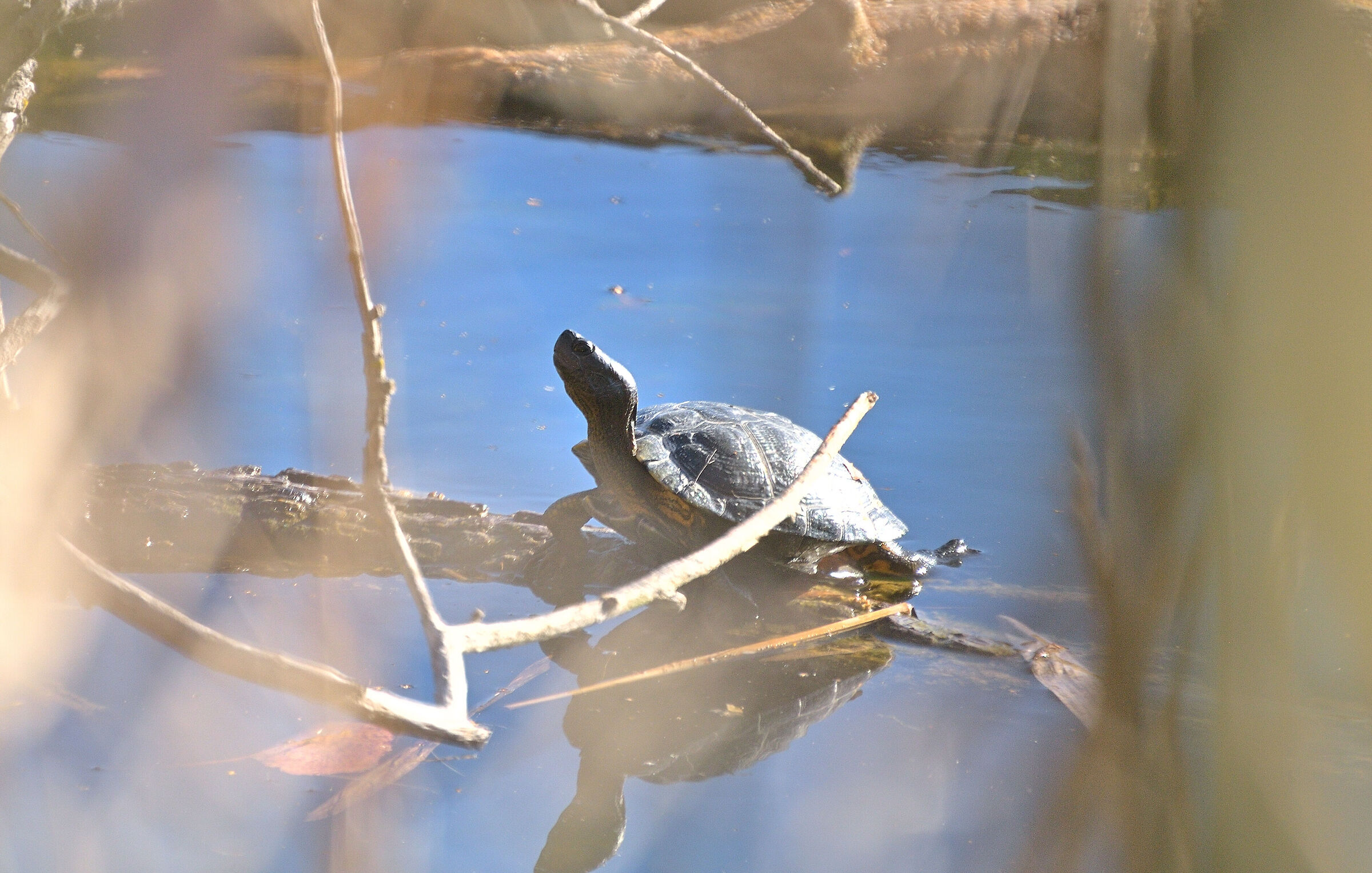 A Turtle in the Morning Sun......