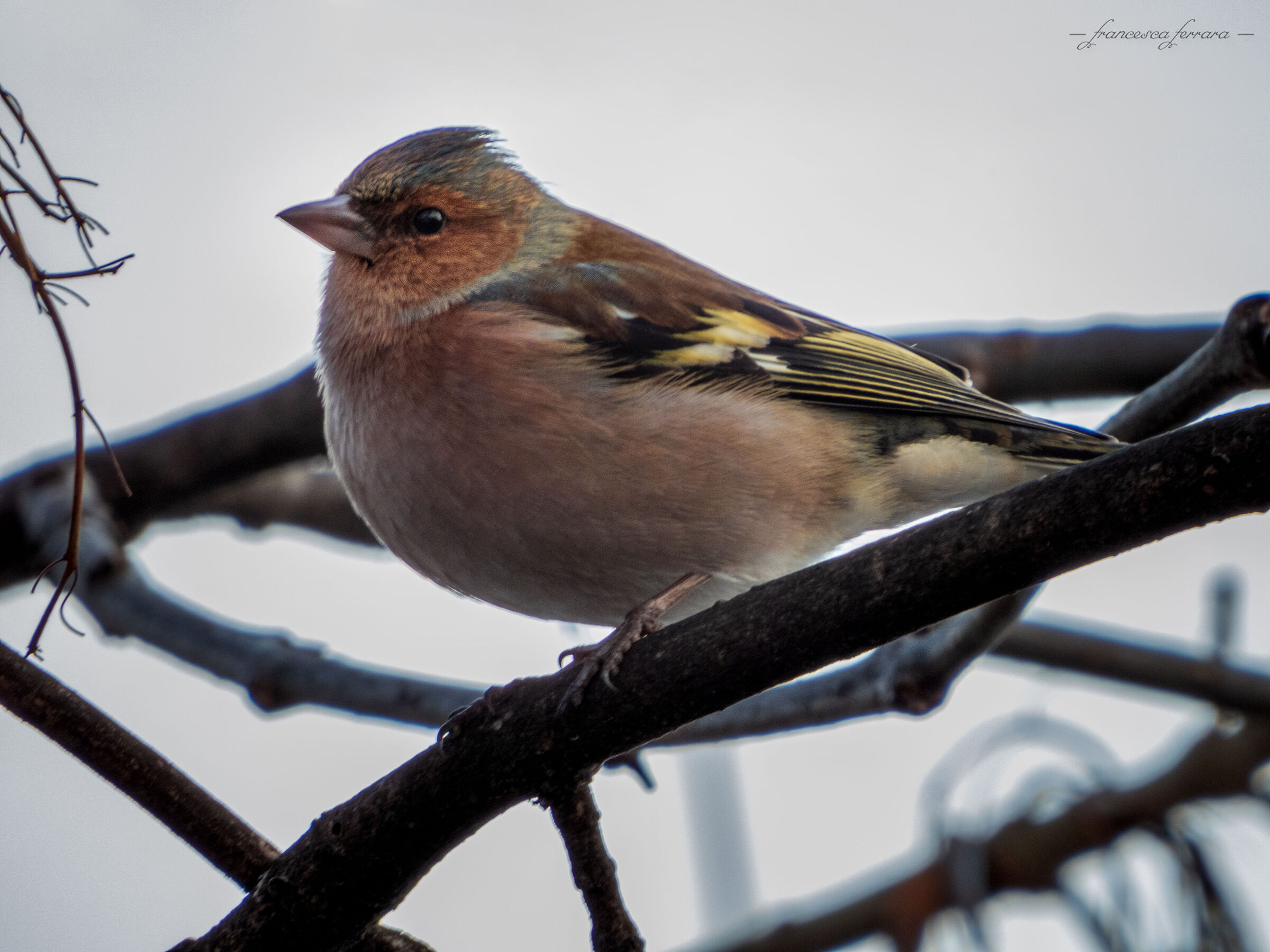 Male Finch (Fringilla Coelebs)_2...