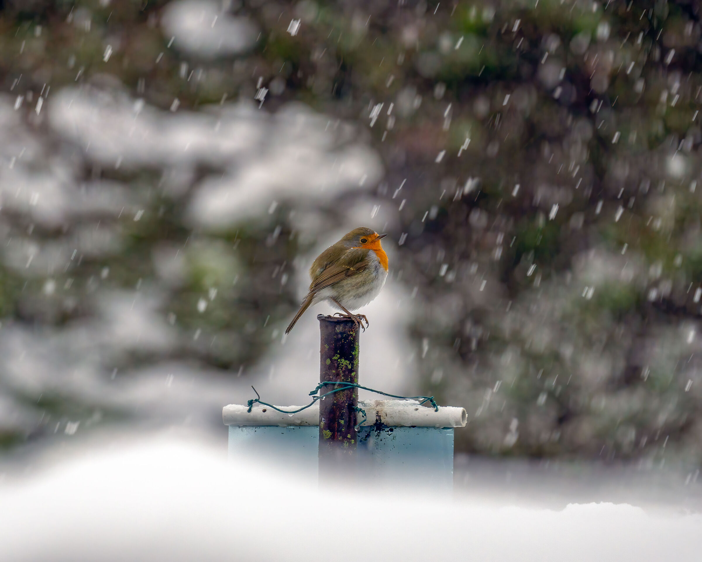 Robin with Snow/2...