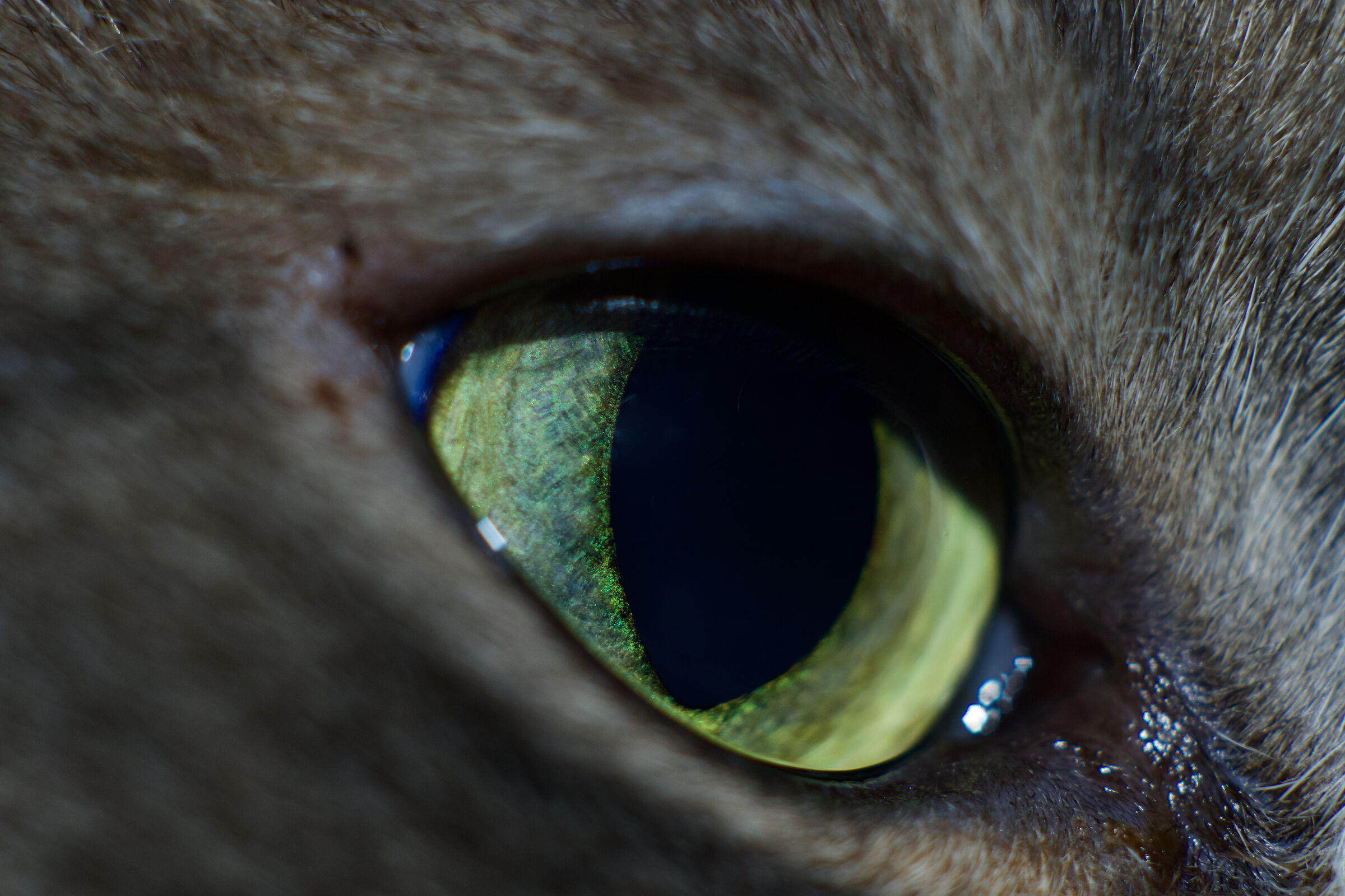 Cat's Eyes...