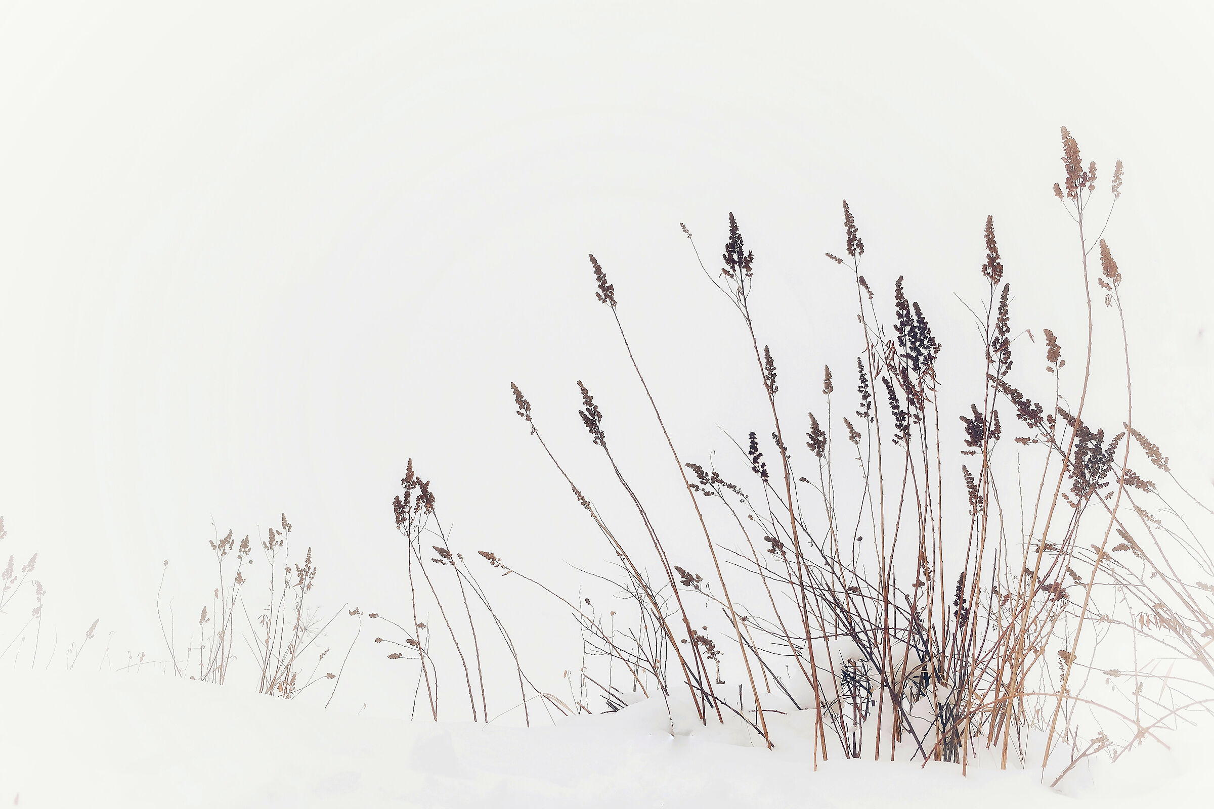 dried flowers between fog and snow...