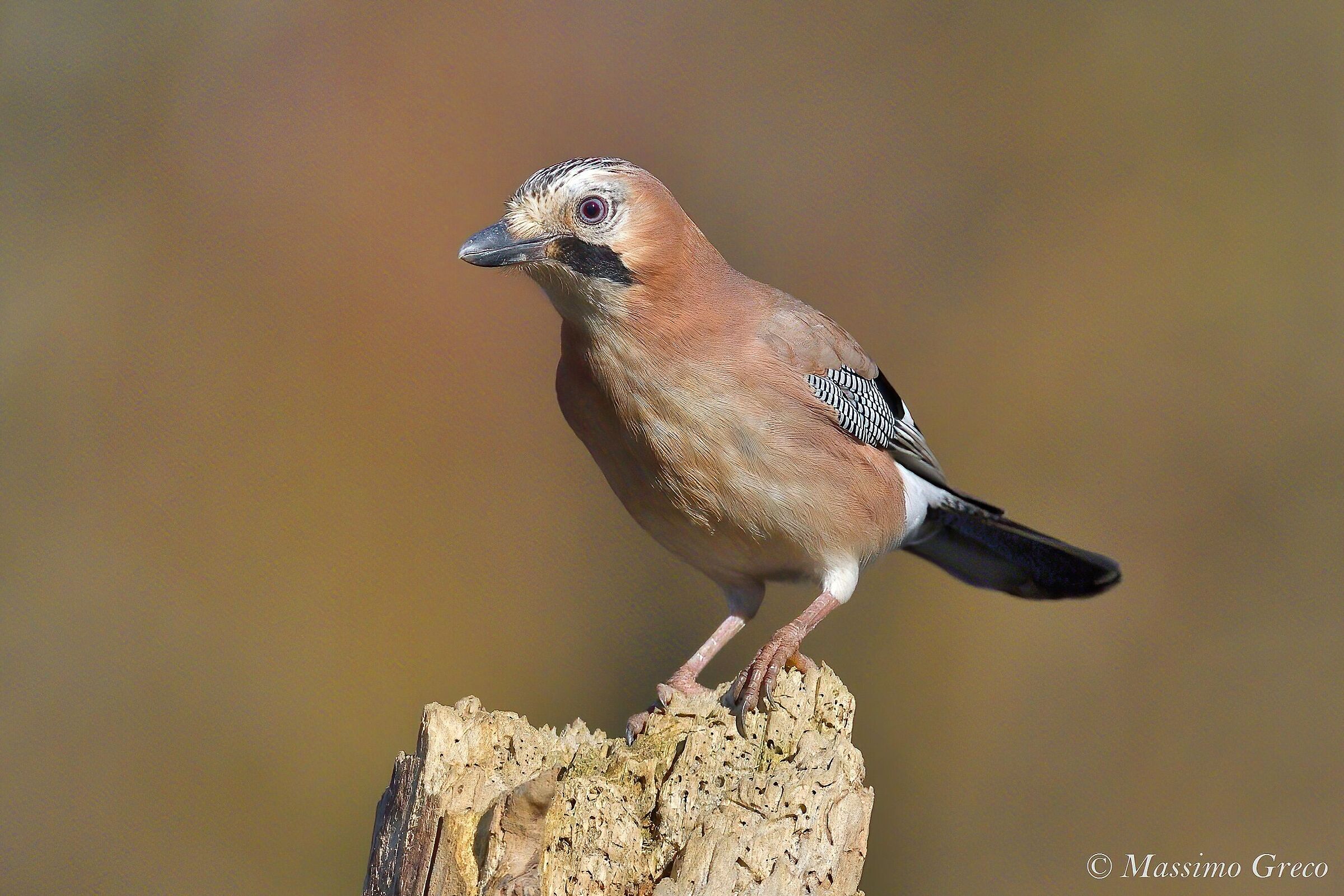 Ghiandaia (Garrulus glandarius)...