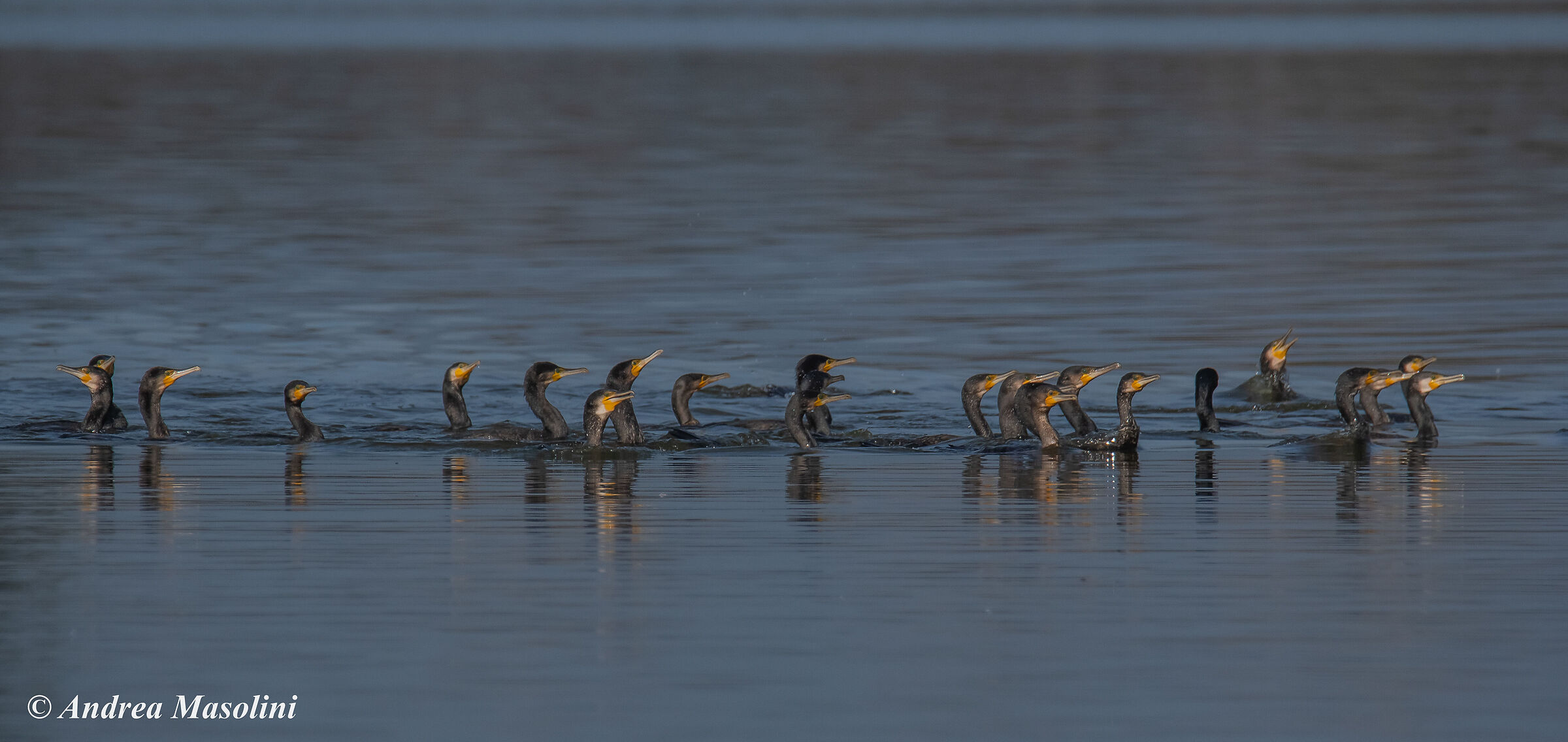 Cormorants in group hunt...