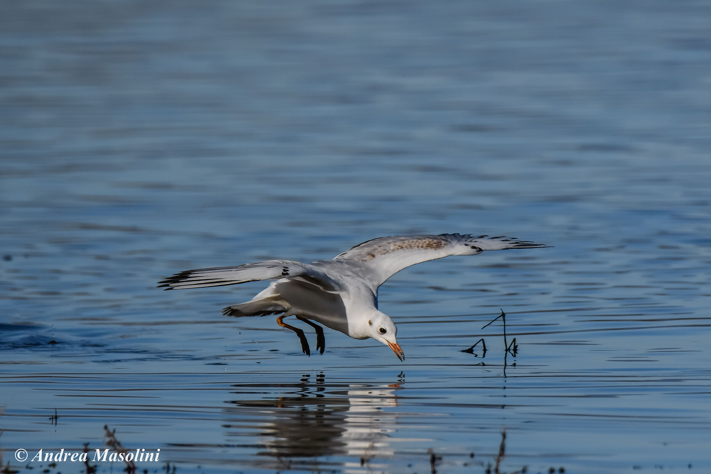 Common seagull on the hunt...