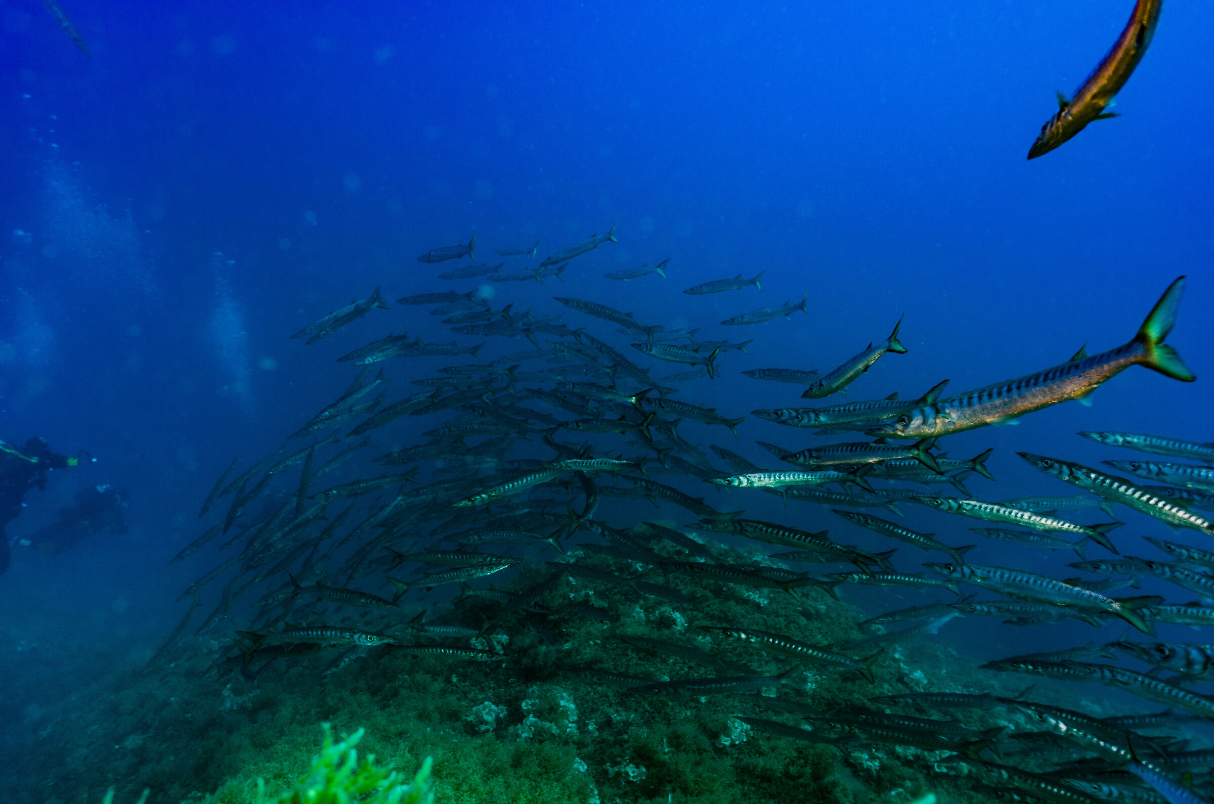Barracuda...
