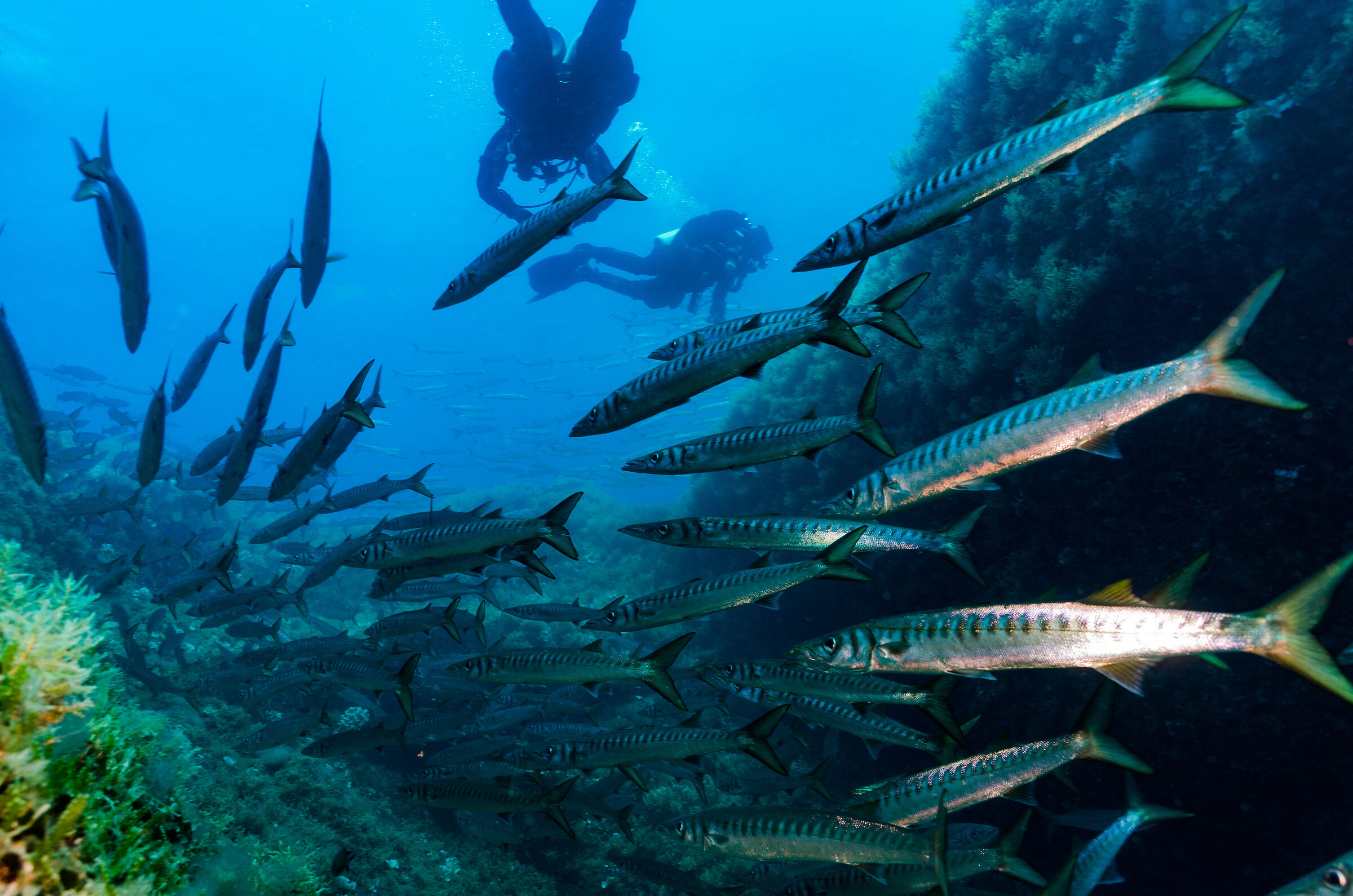 barracuda 2...