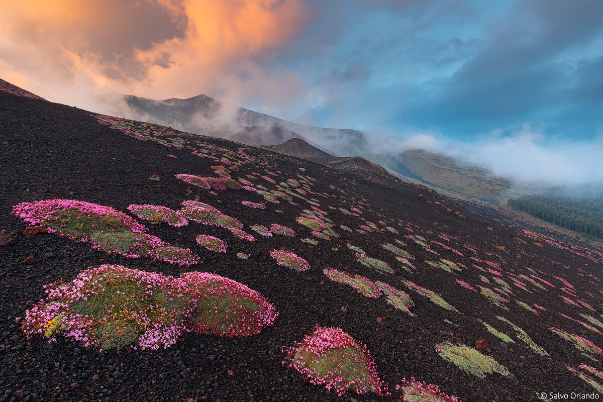 Volcanic wild flowers...