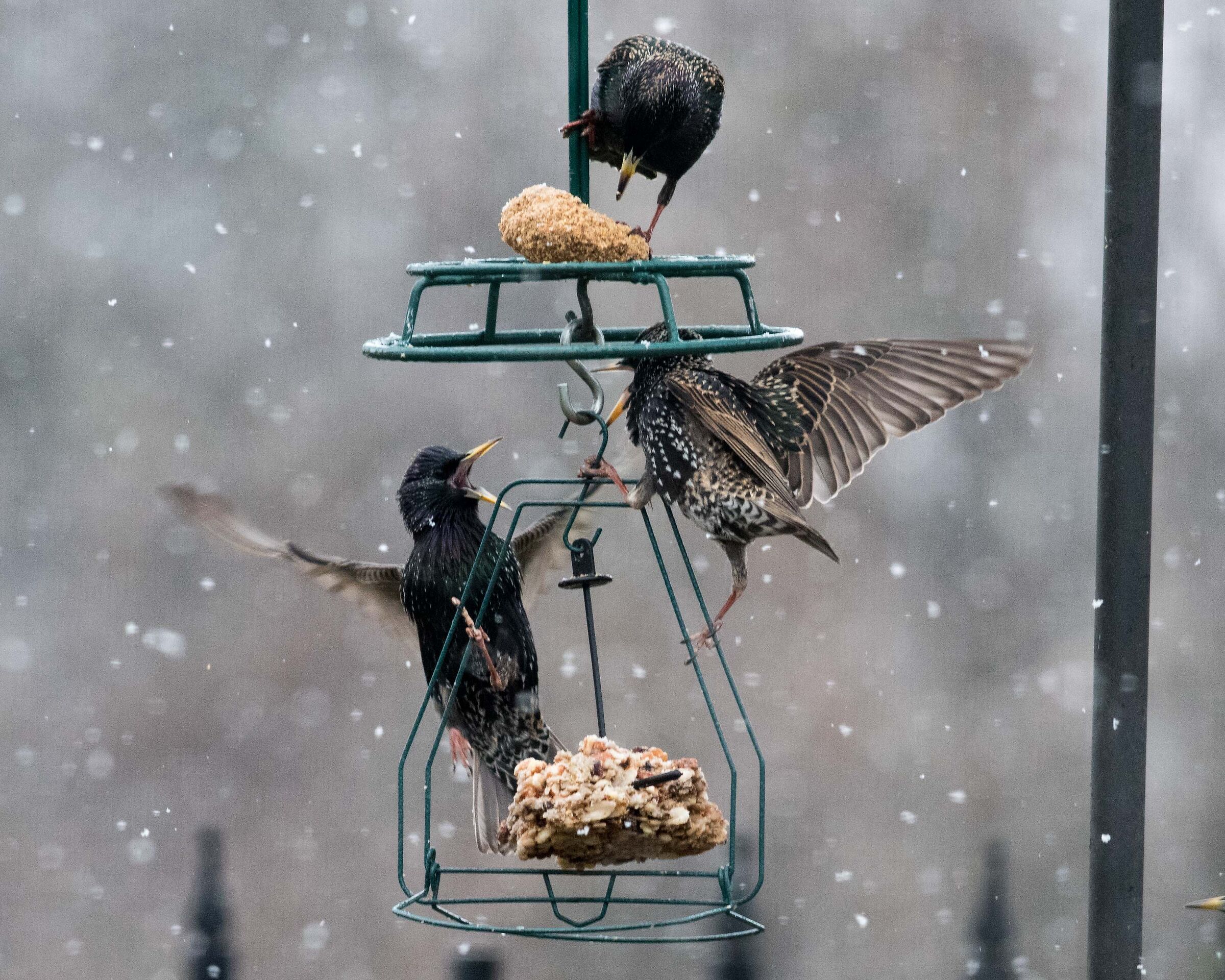 Starlings first snow flurries of 2021 III...