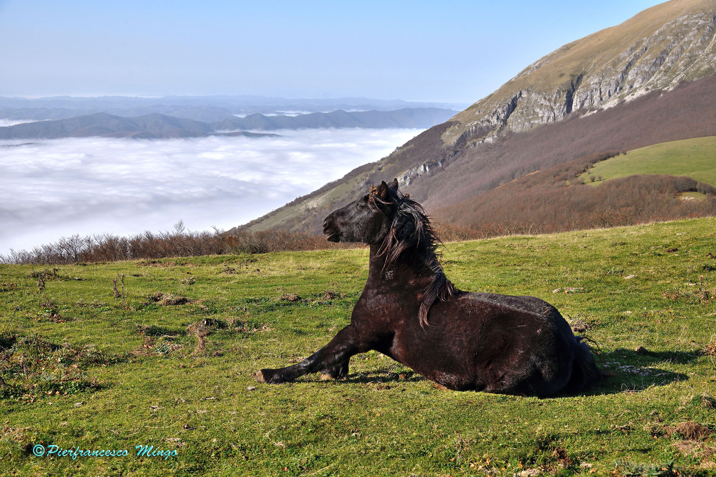 horses on Mount Catria...