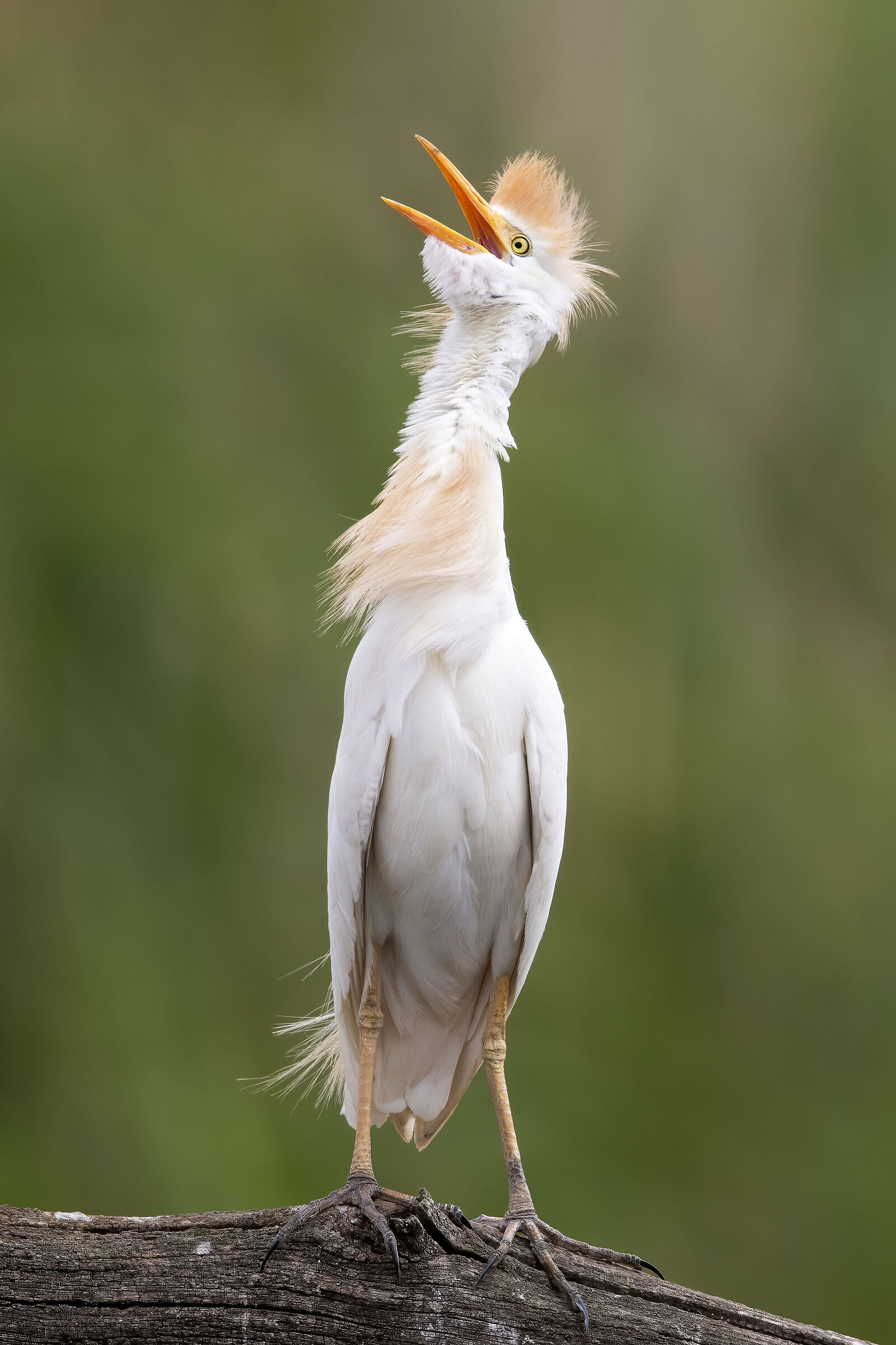 Bubulco ibis...