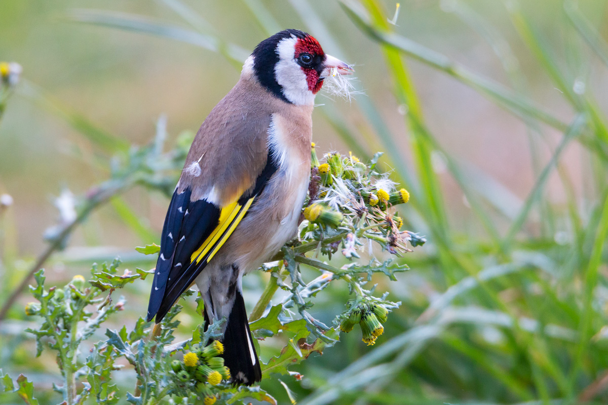Goldfinch on thistle...