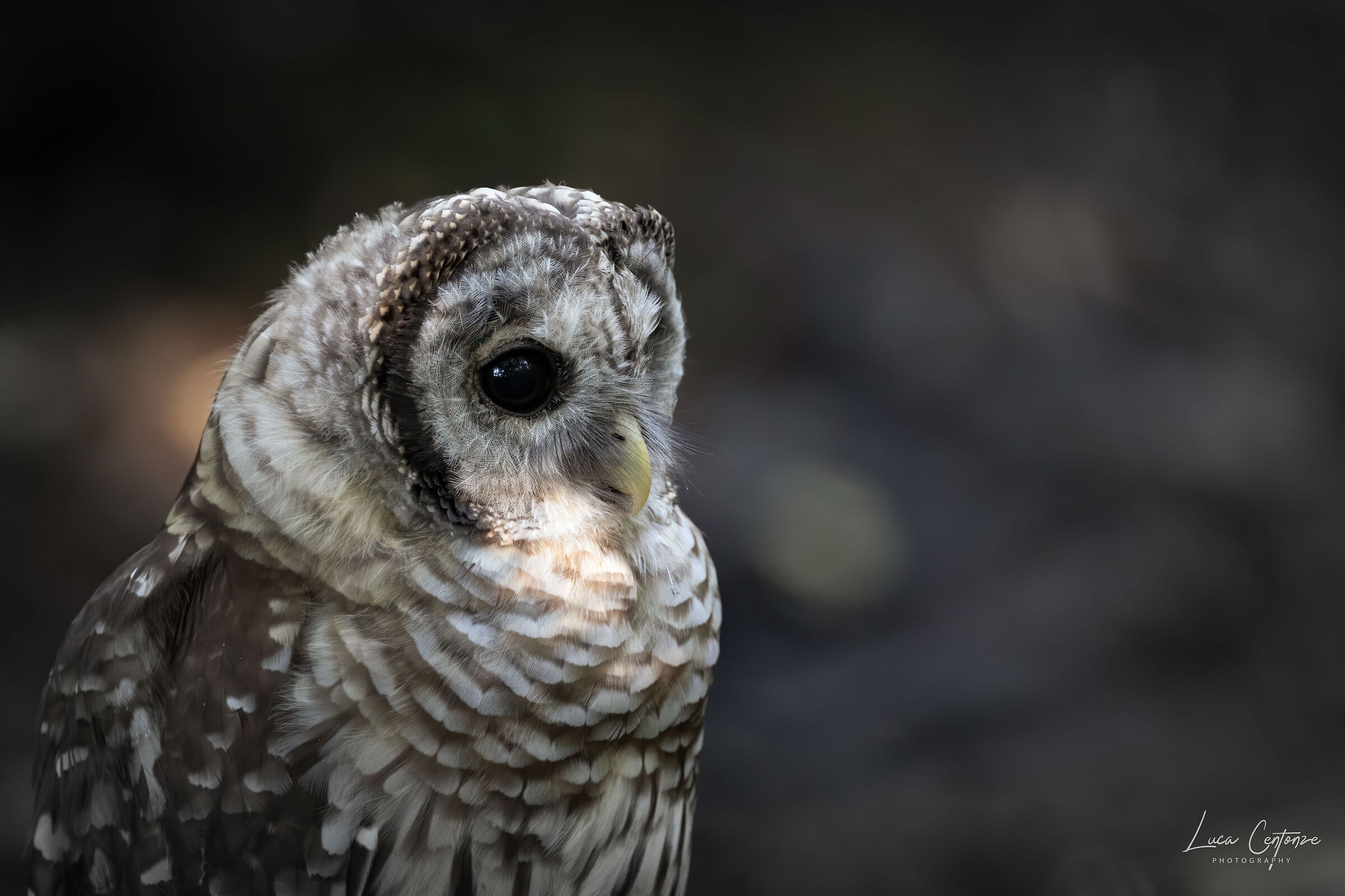Barred Owl (Various Strix)...