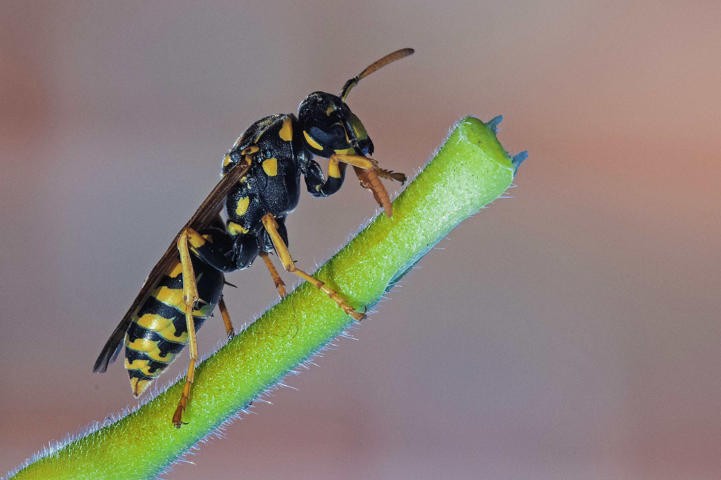 Cartonaia Wasp (Polistes dominula)...