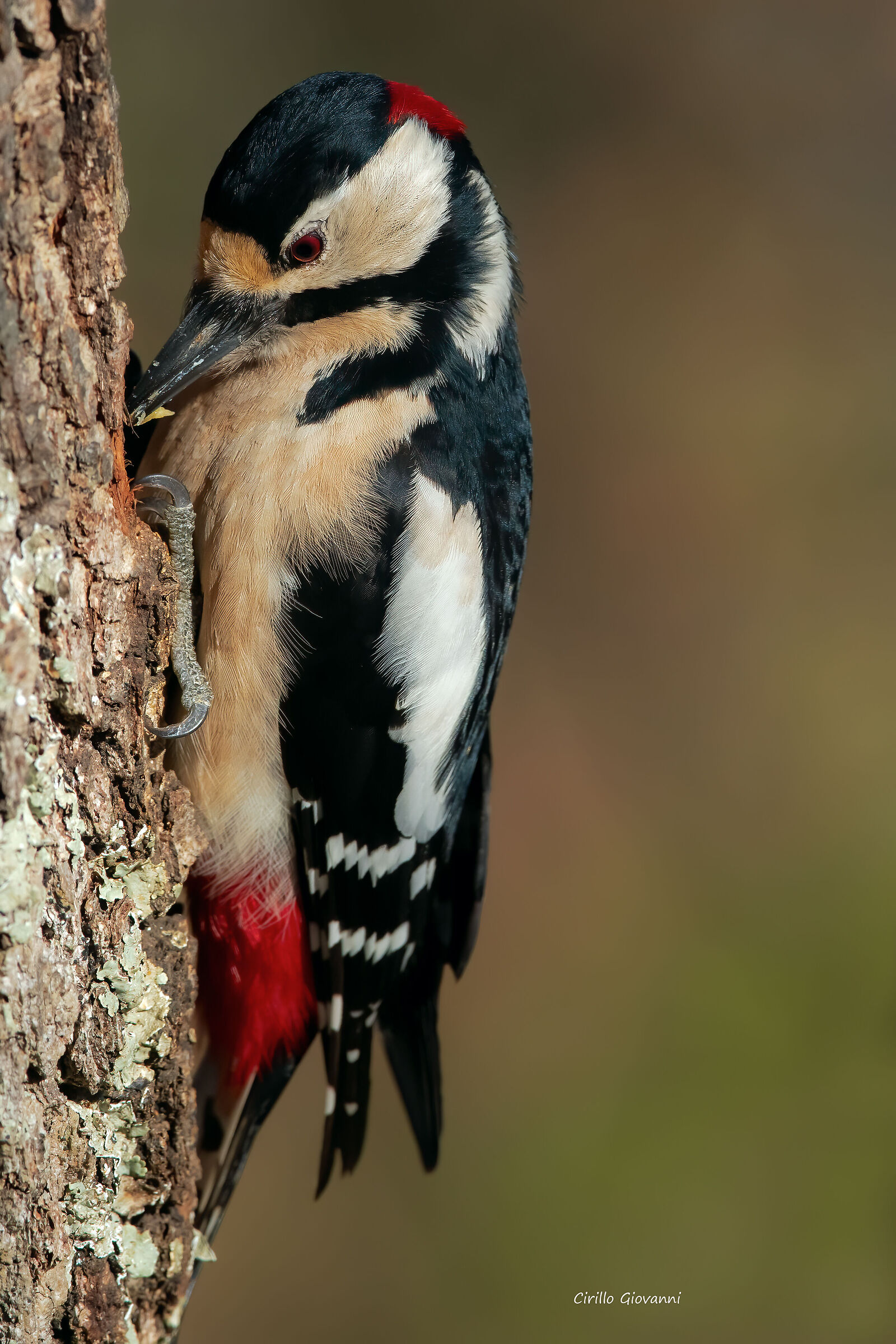 male greater red woodpecker ...