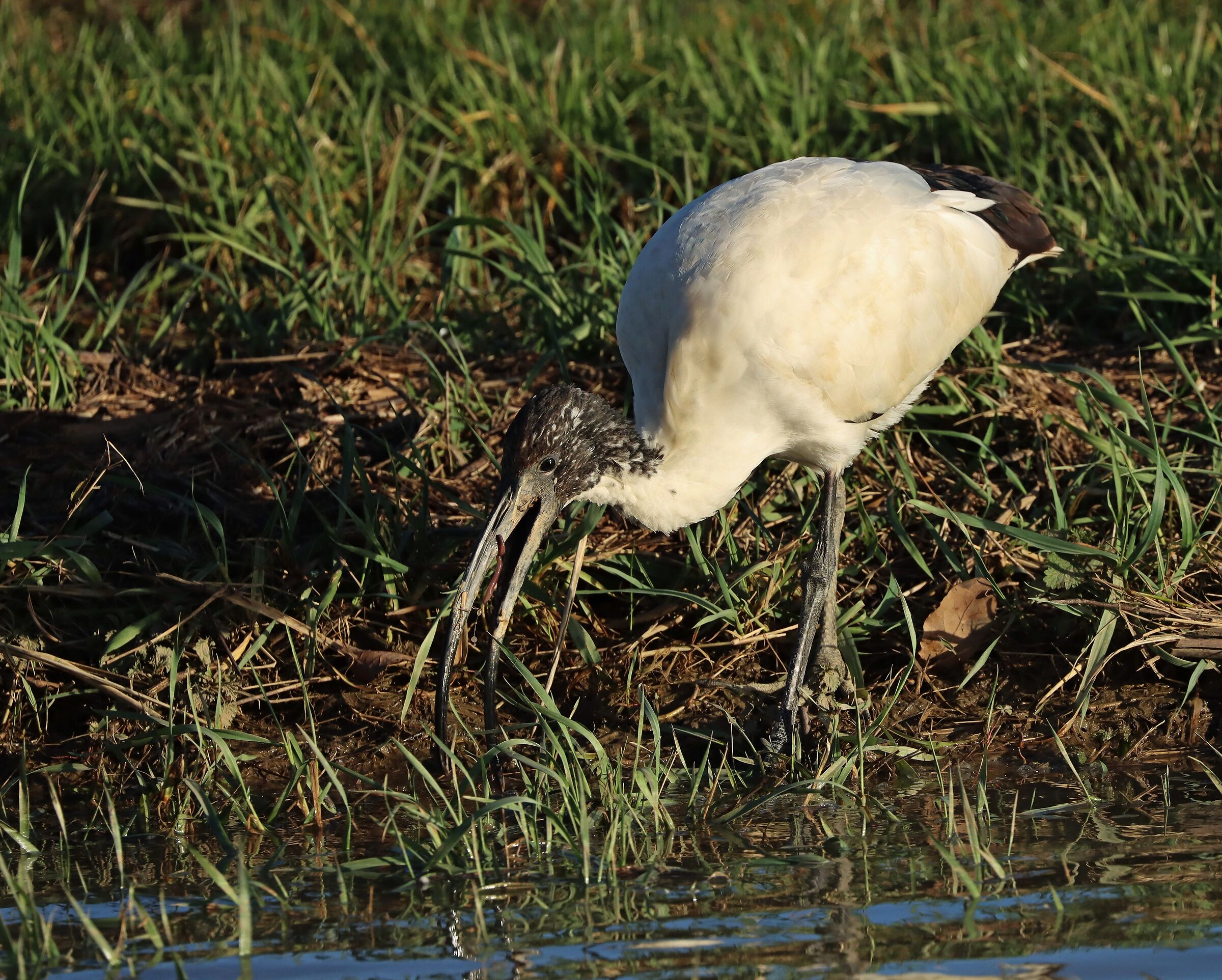 Sacred ibis with small prey...