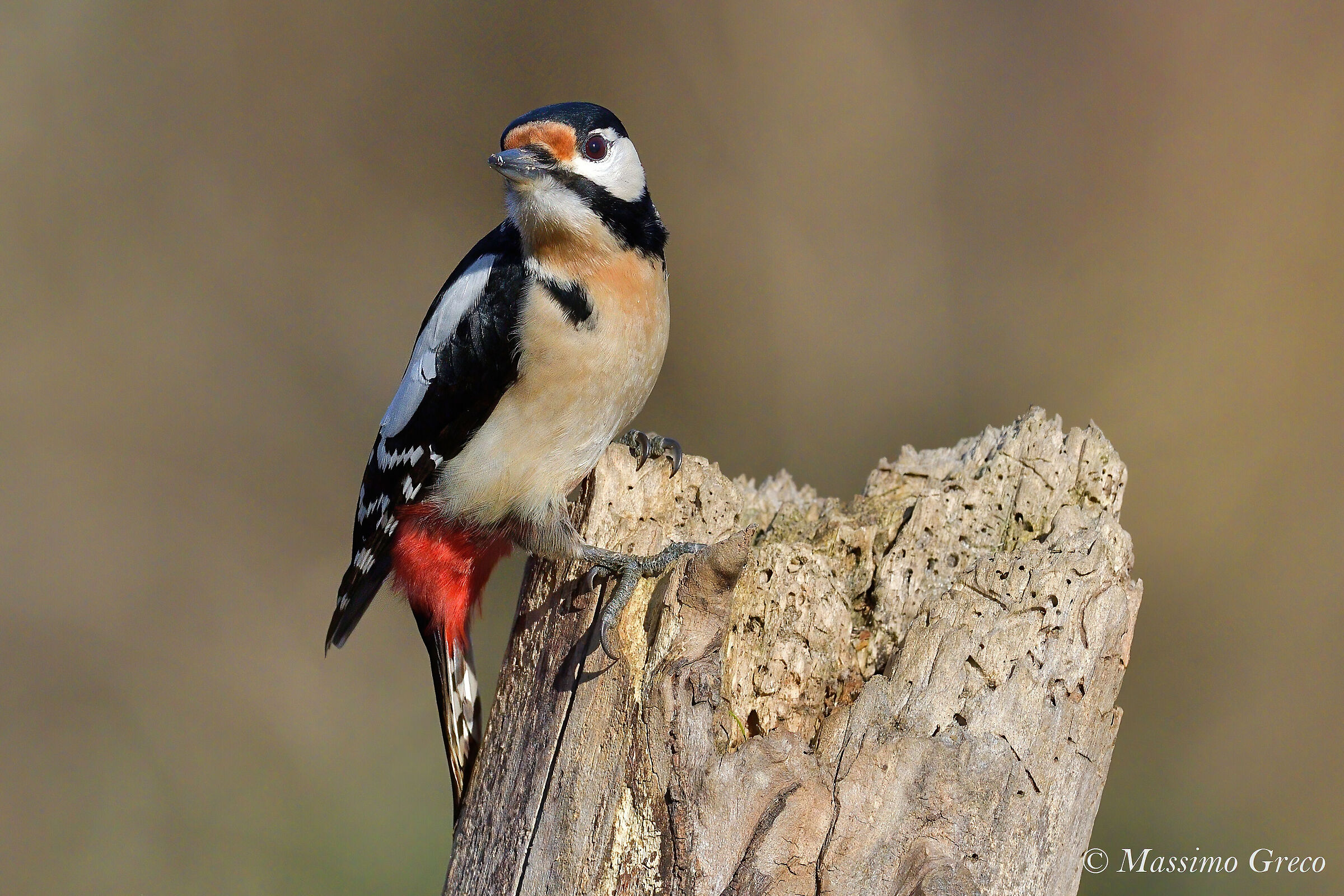 Major Red Woodpecker (Dendrocopos major)...