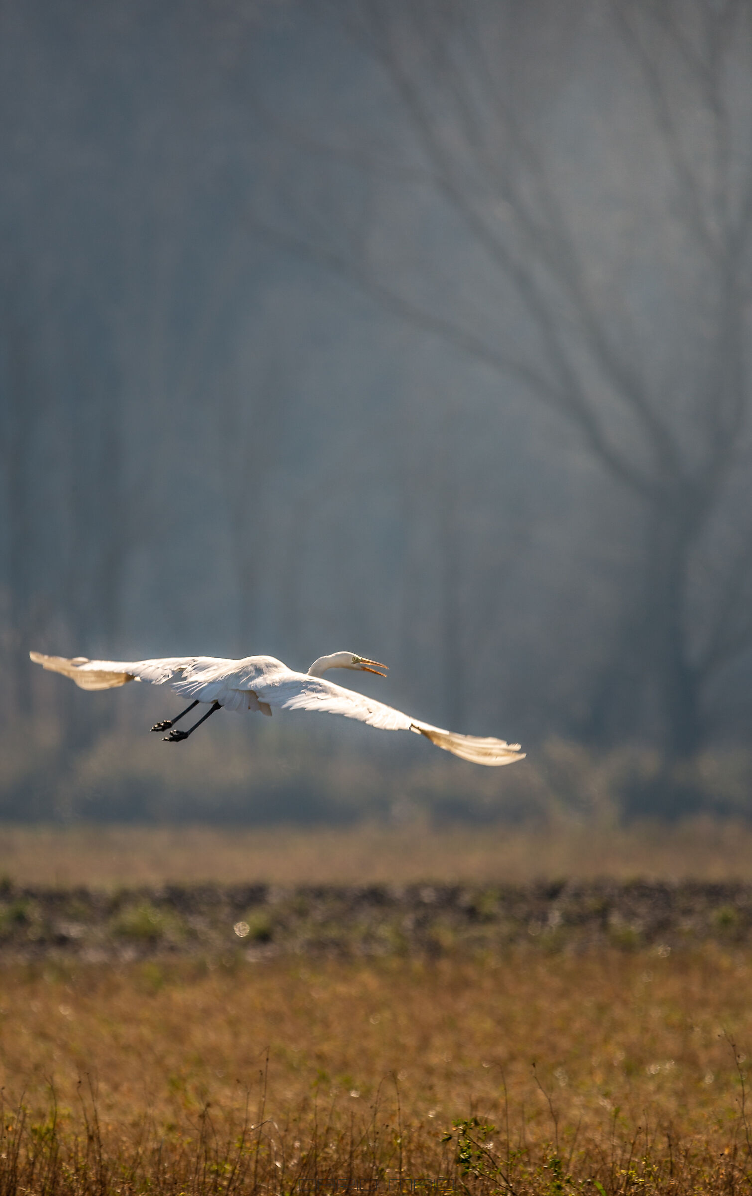 White Heron in flight...