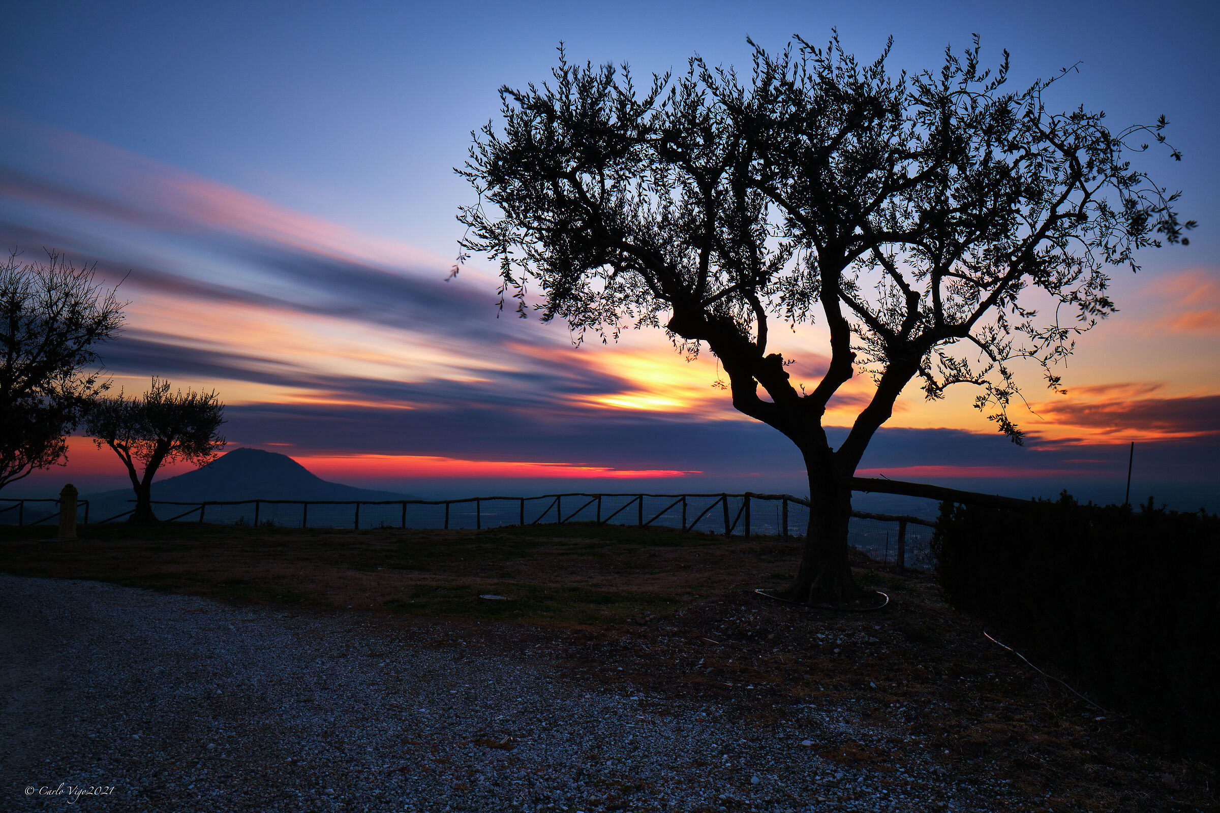 Olive tree at sunset...