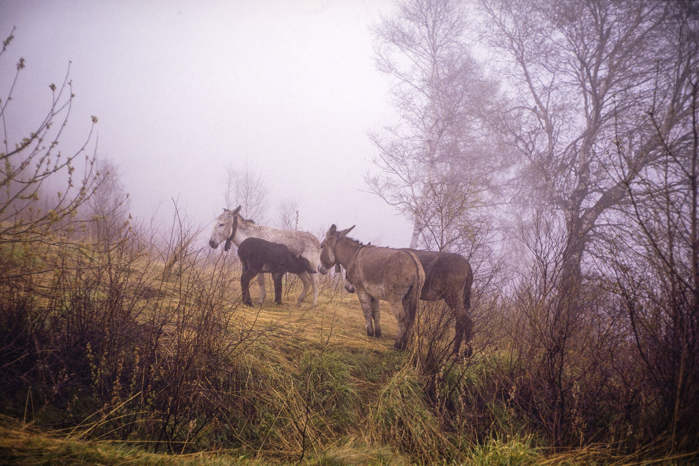 Donkeys in fog V2...