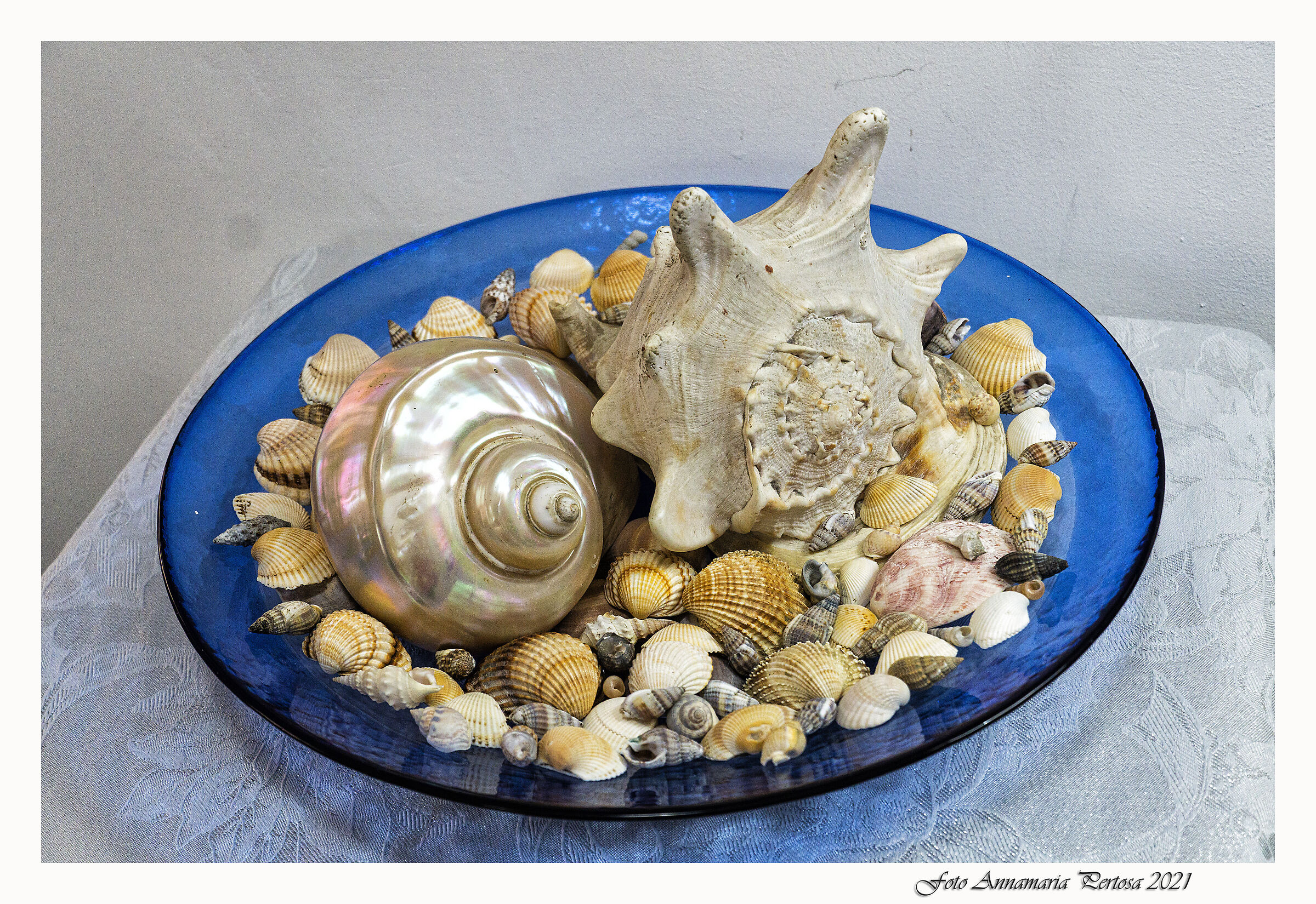 My shells, my sea...