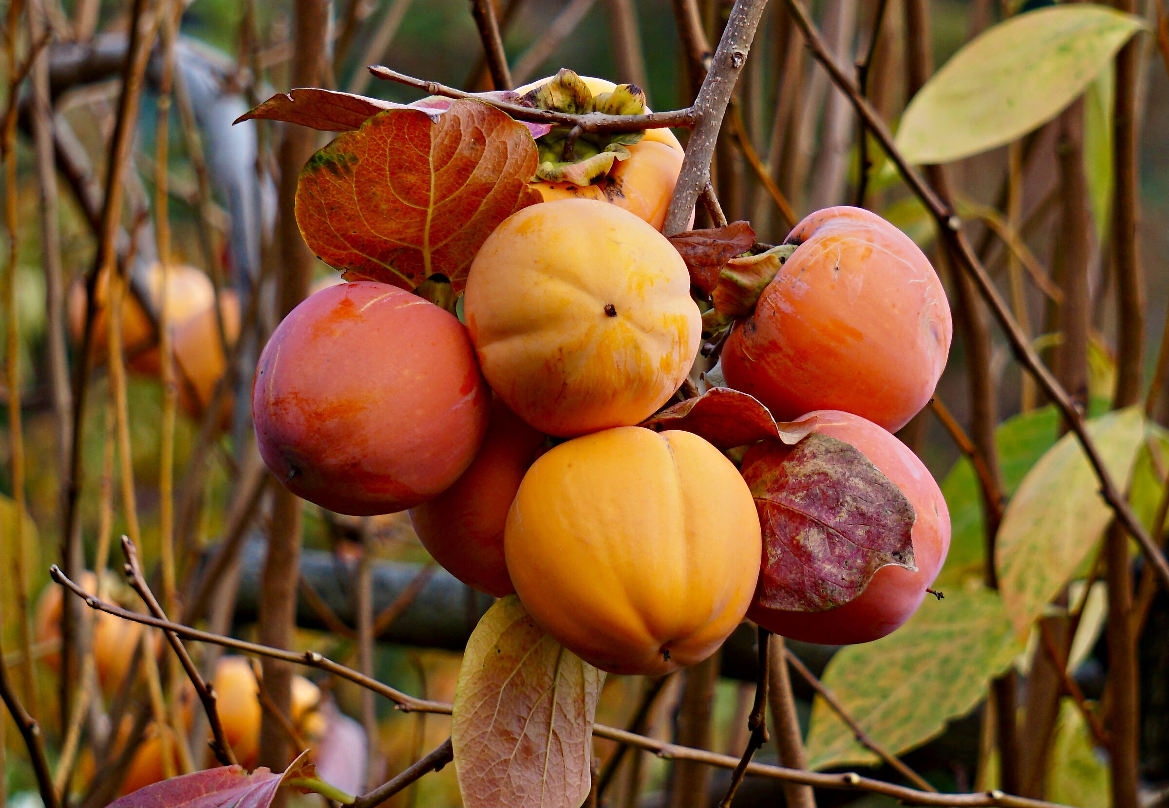 In the time of persimmon...