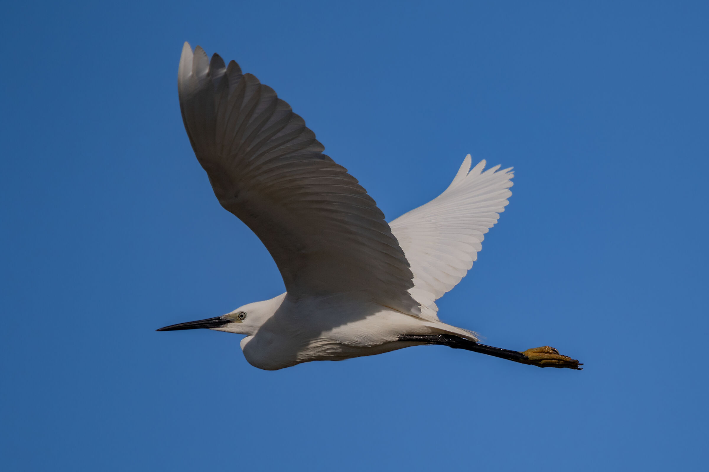 egret in flight...
