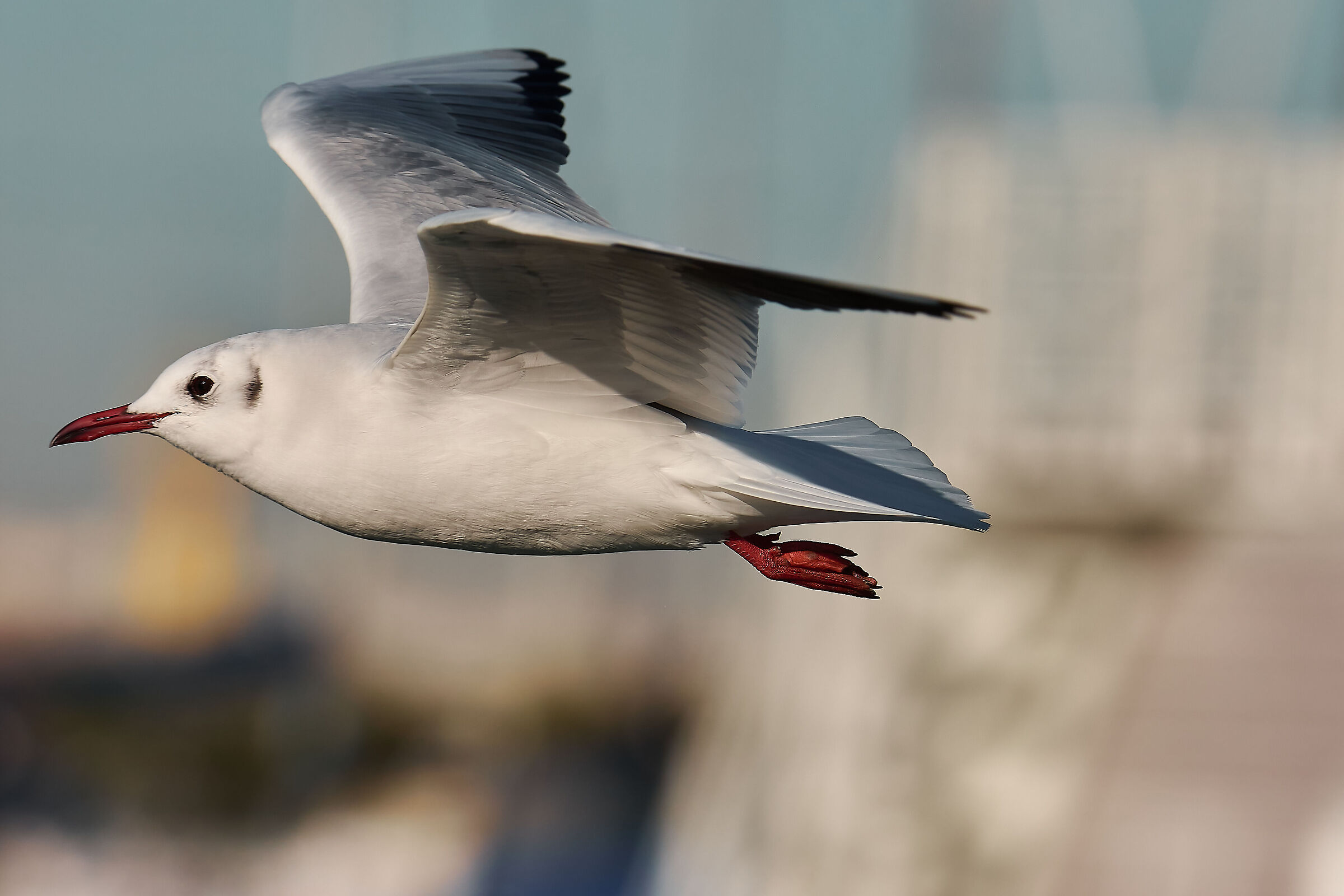 Fly (Common Gull)...