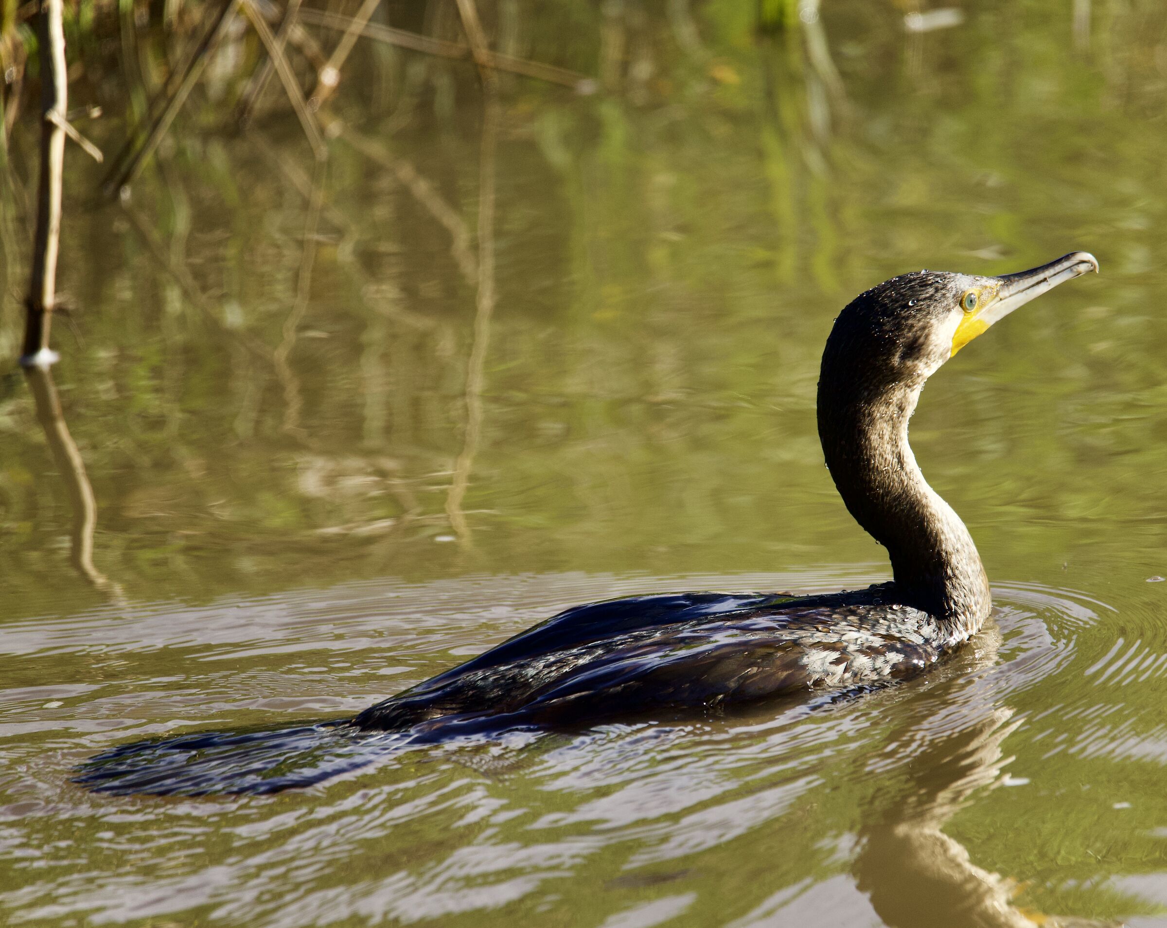 Cormorant...... Young!...