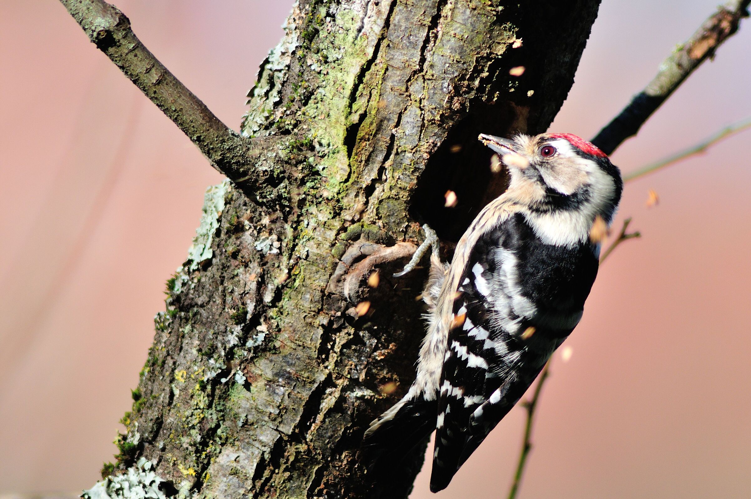 Lesser Red Woodpecker...