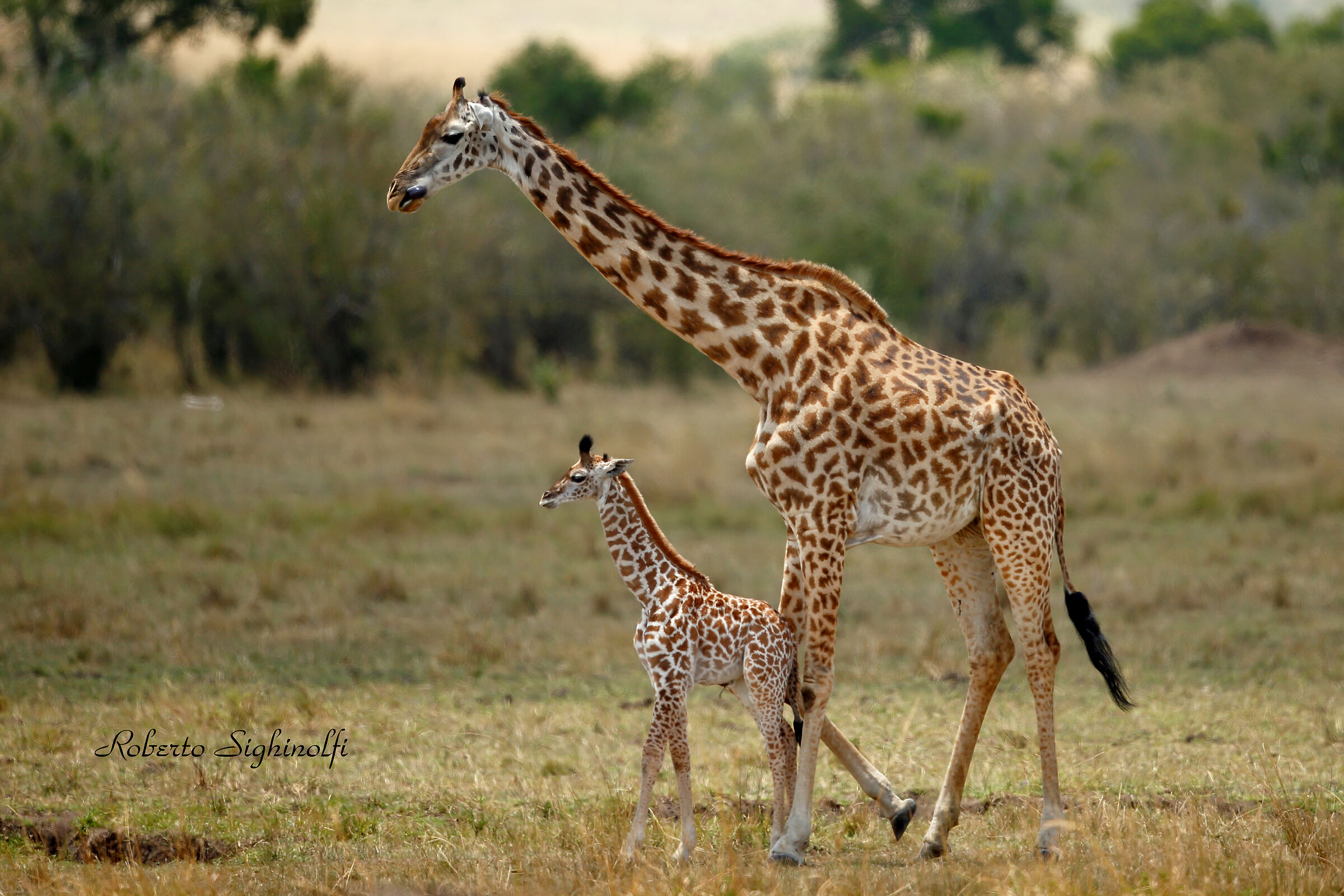 Giraffa con cucciolo...