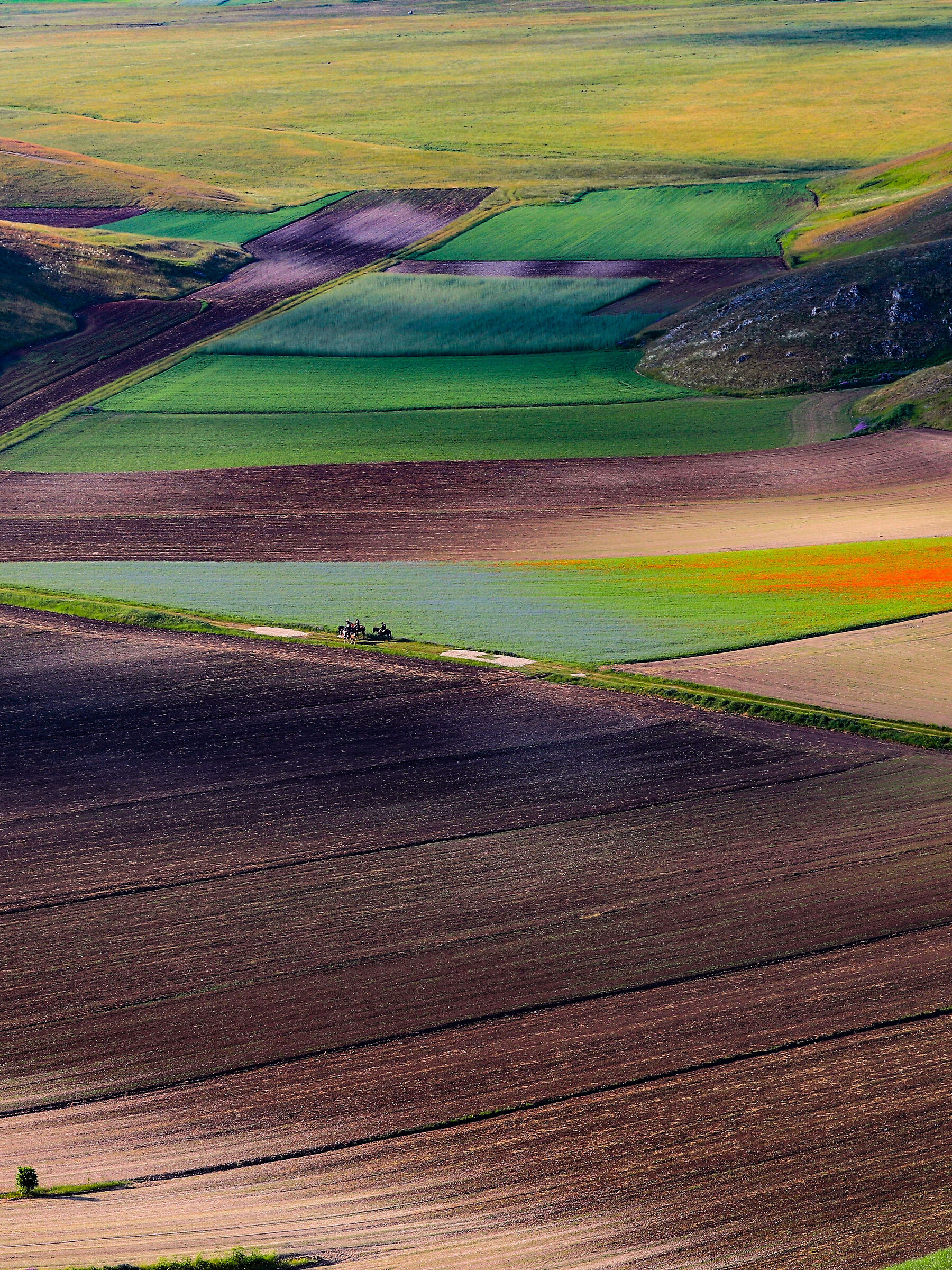 Colored fields...