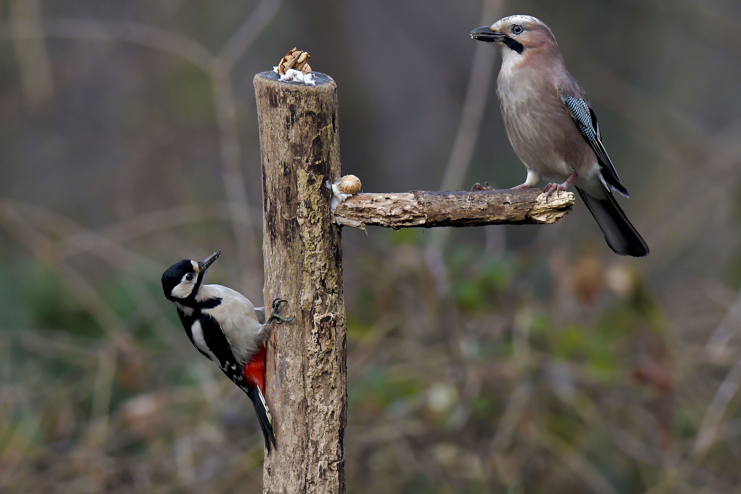 to whom first?  jay and red woodpecker...