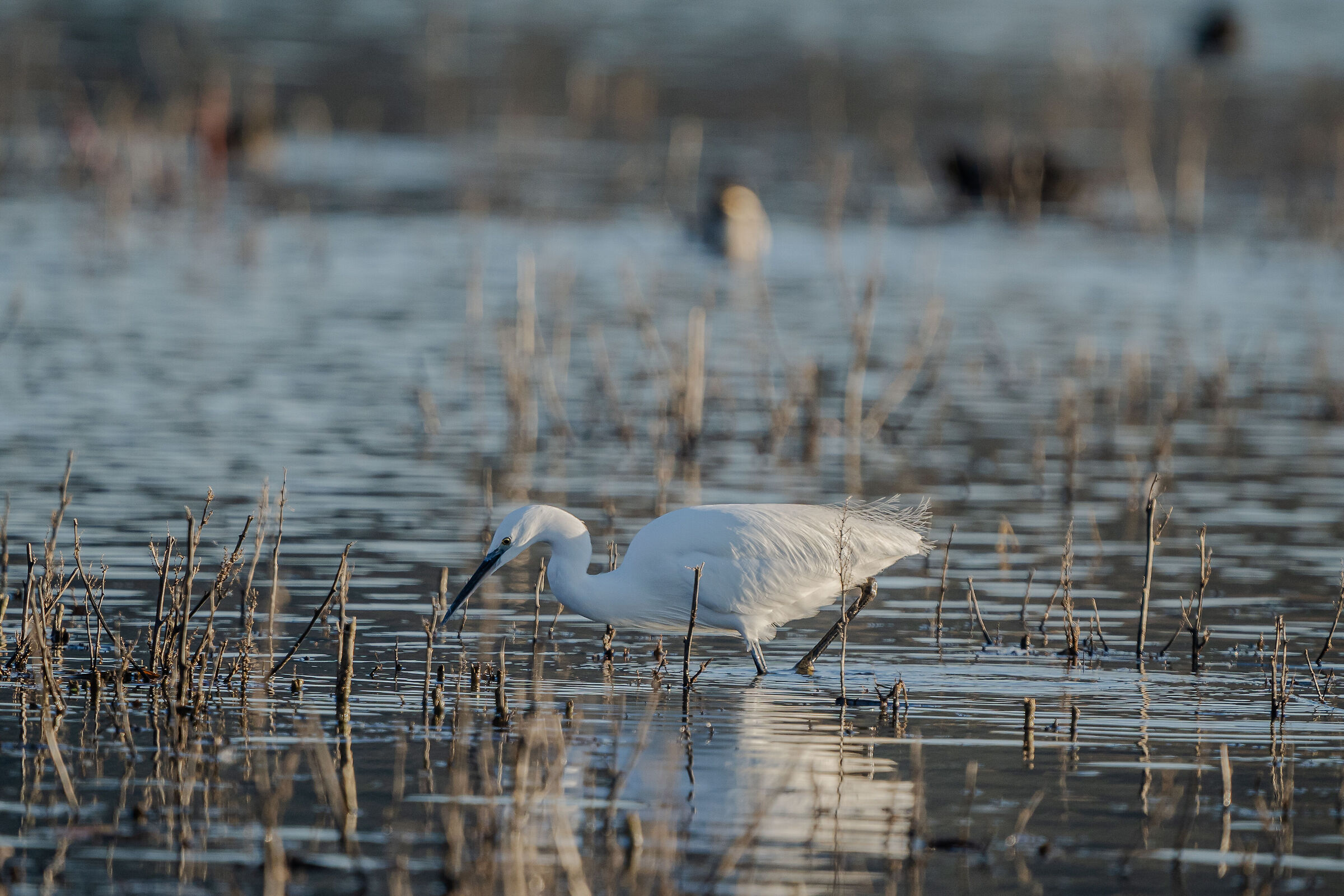 Egret...