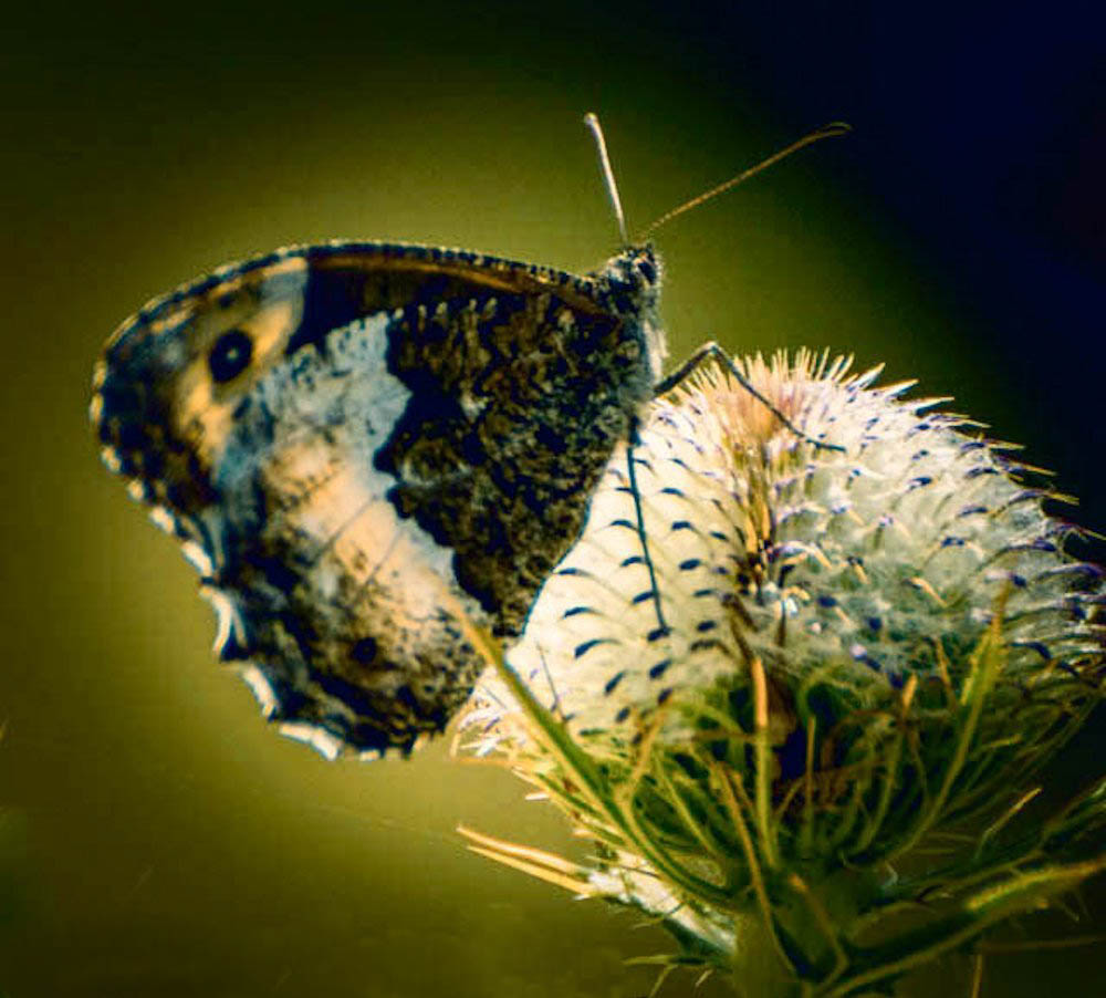 Butterfly on thistle ...