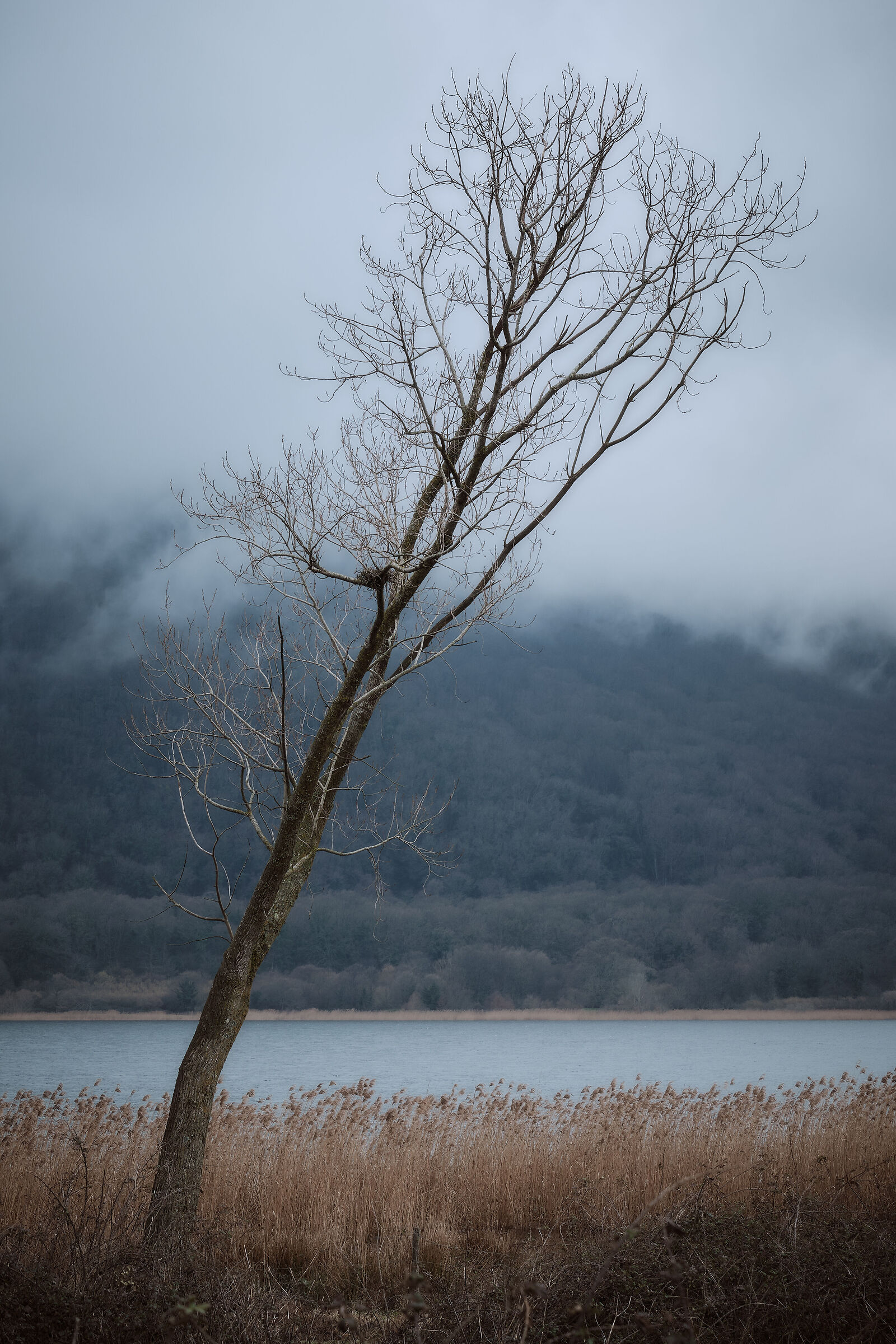 Lonely tree...