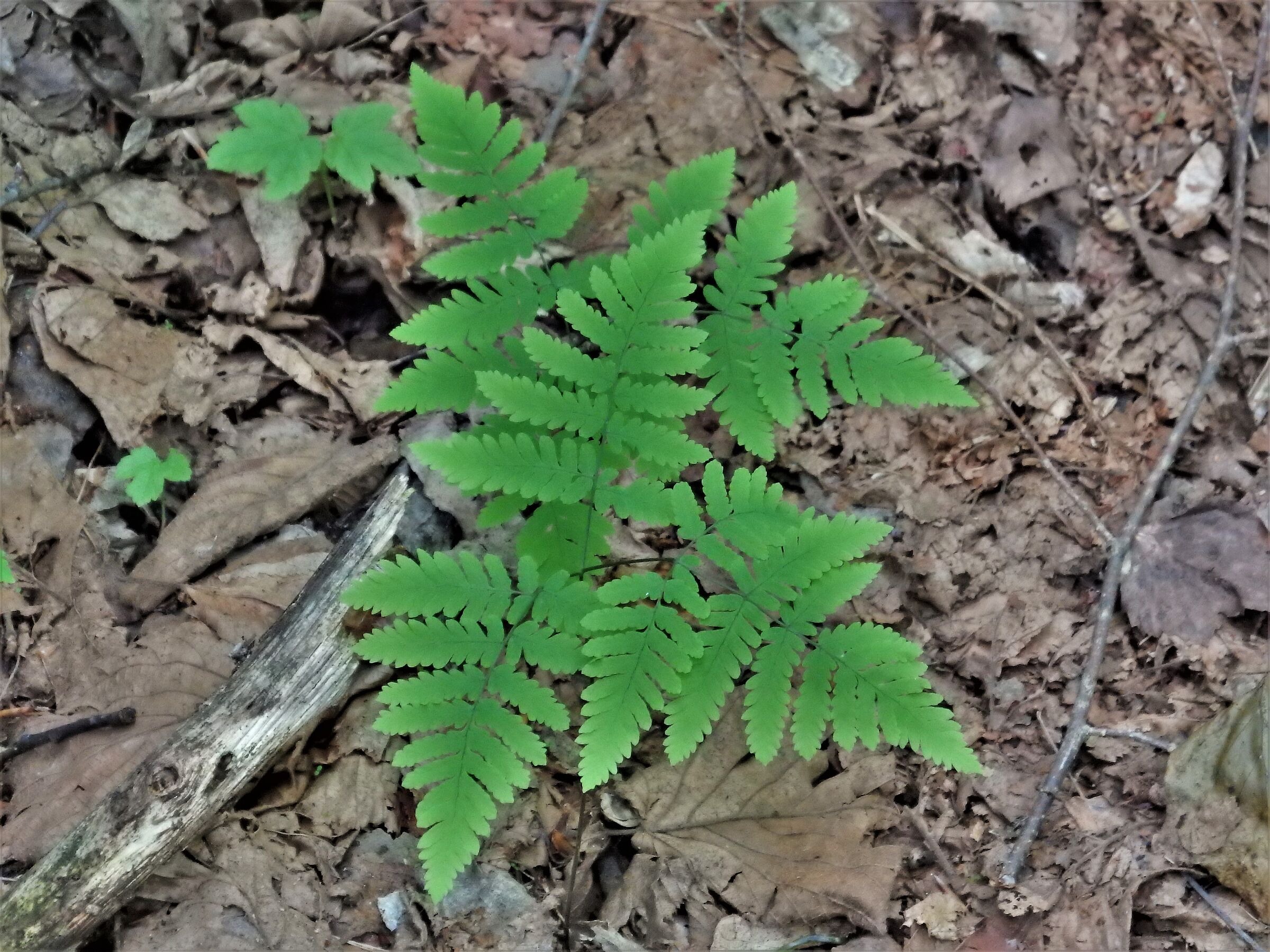 Sottobosco con felce (Gymmnocarpium dryopteris)...