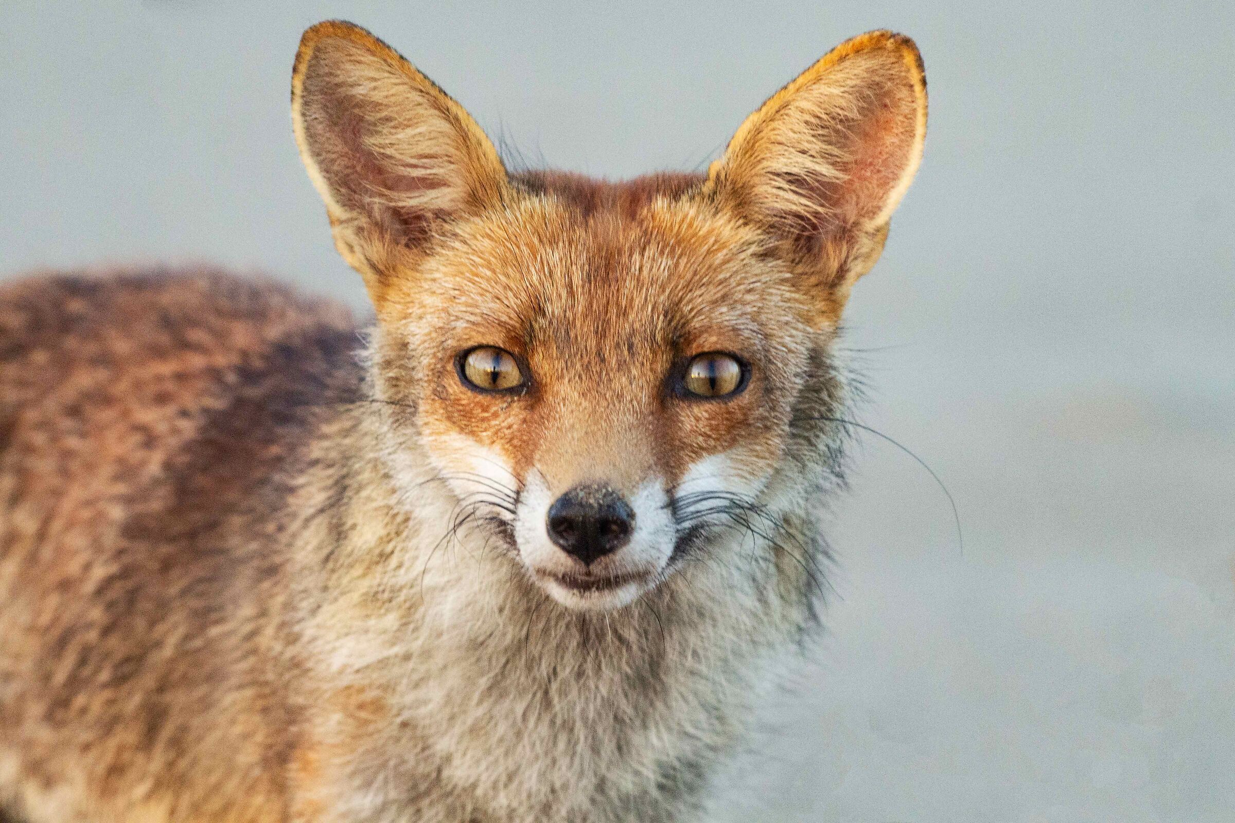 close-up fox...