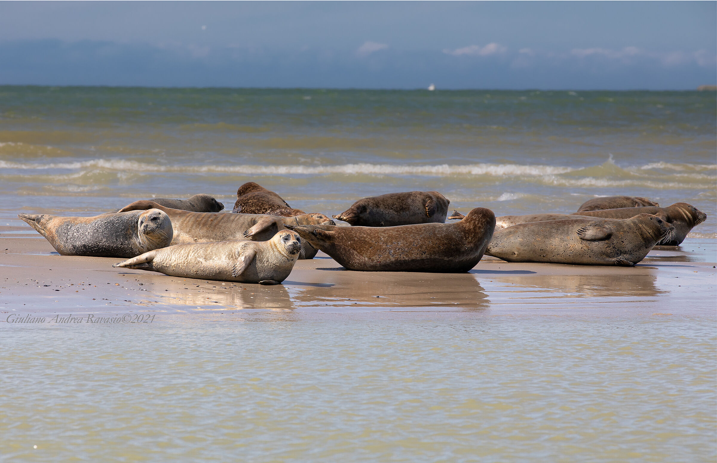 seals on the wetdry...
