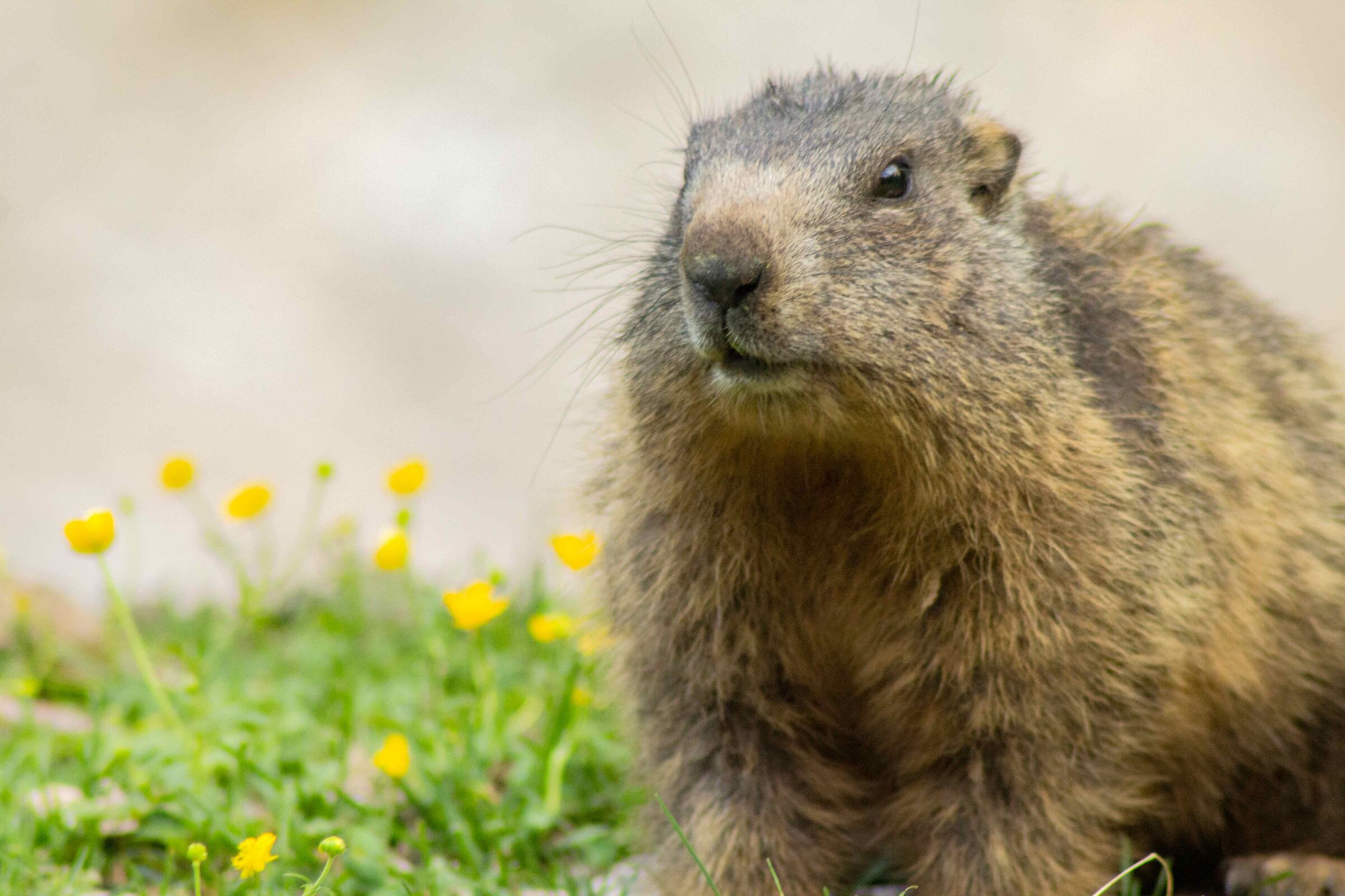 marmot posing...