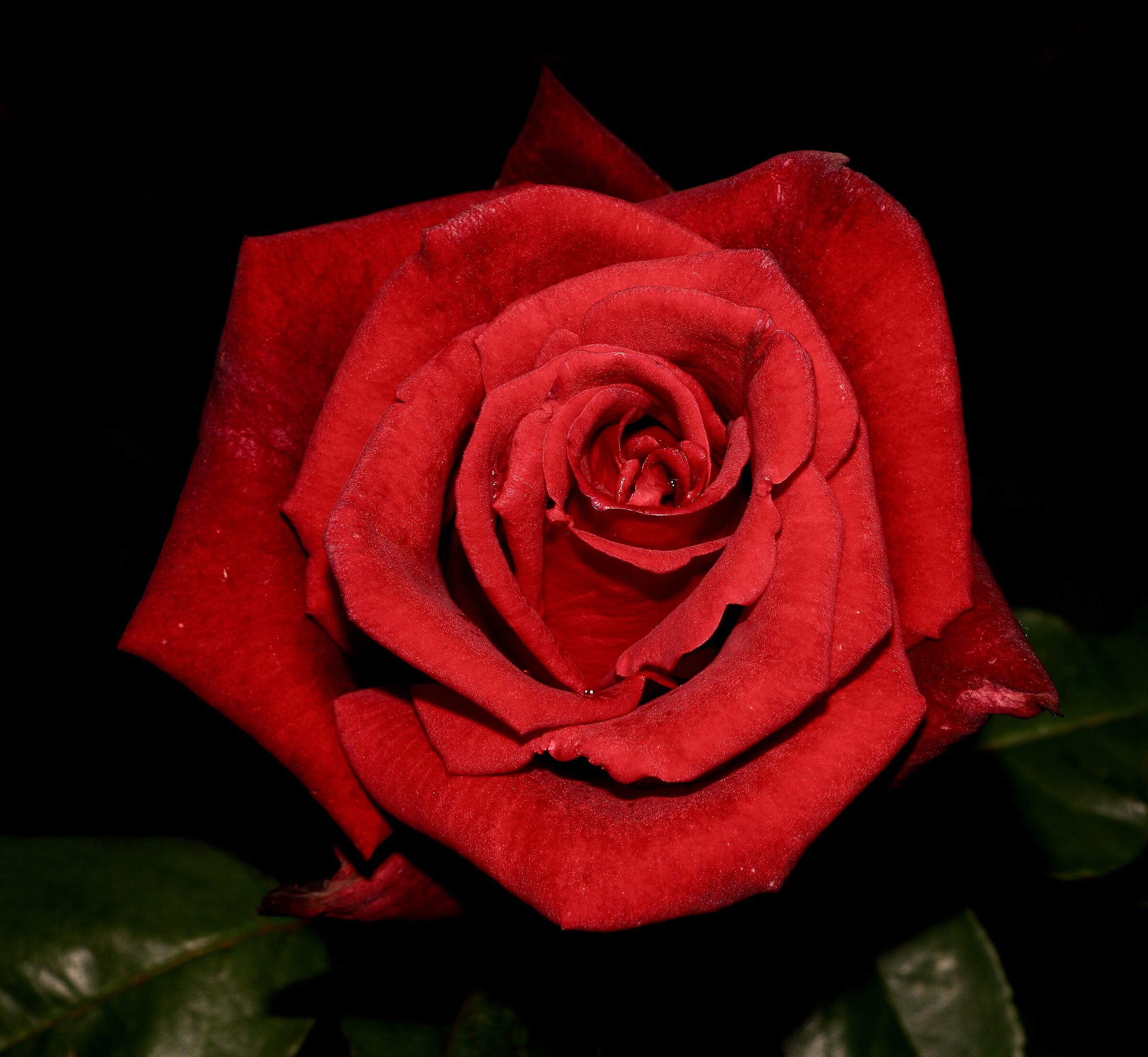 Rosa del mio giardino...