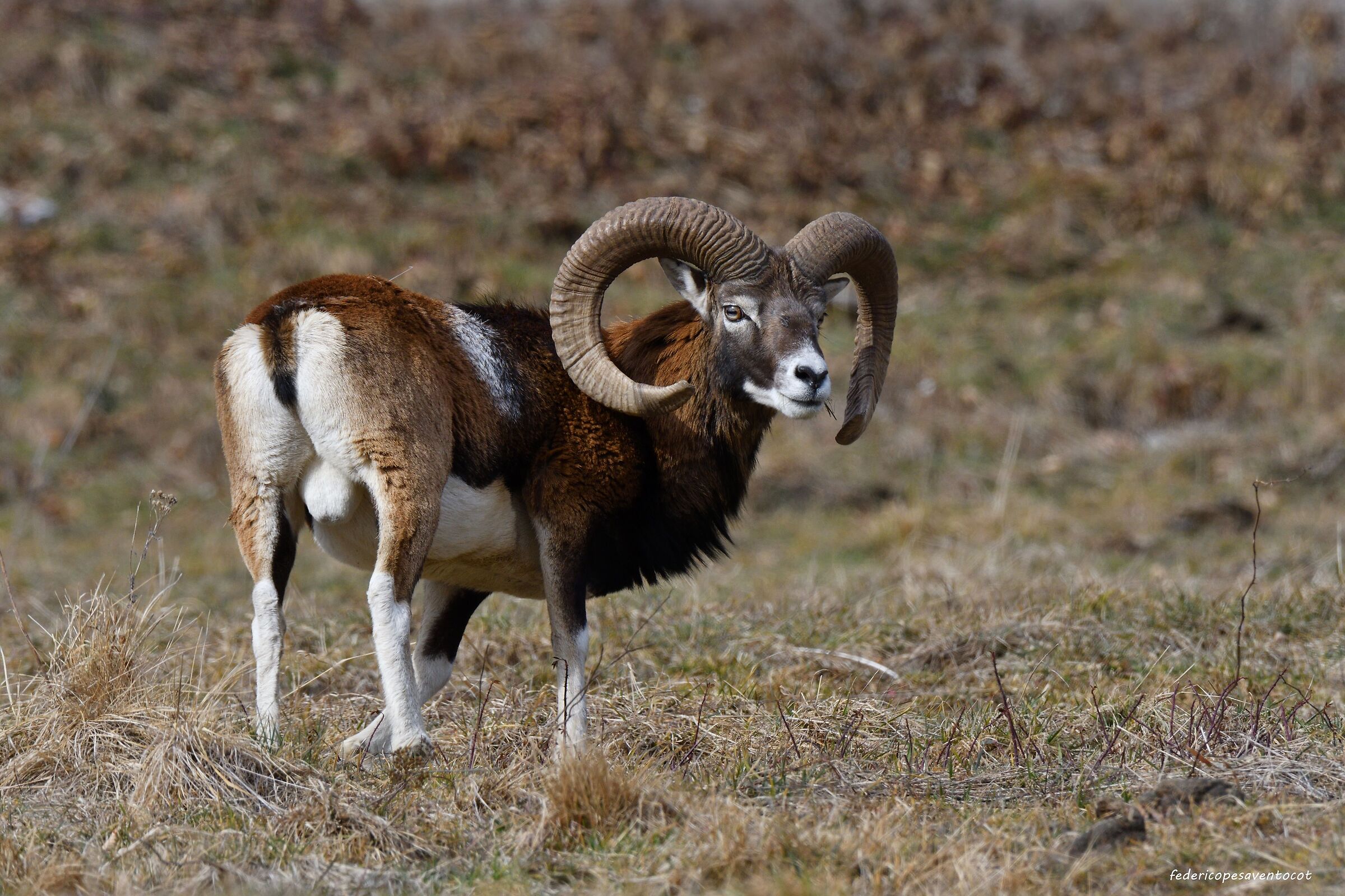 Male mouflon ...