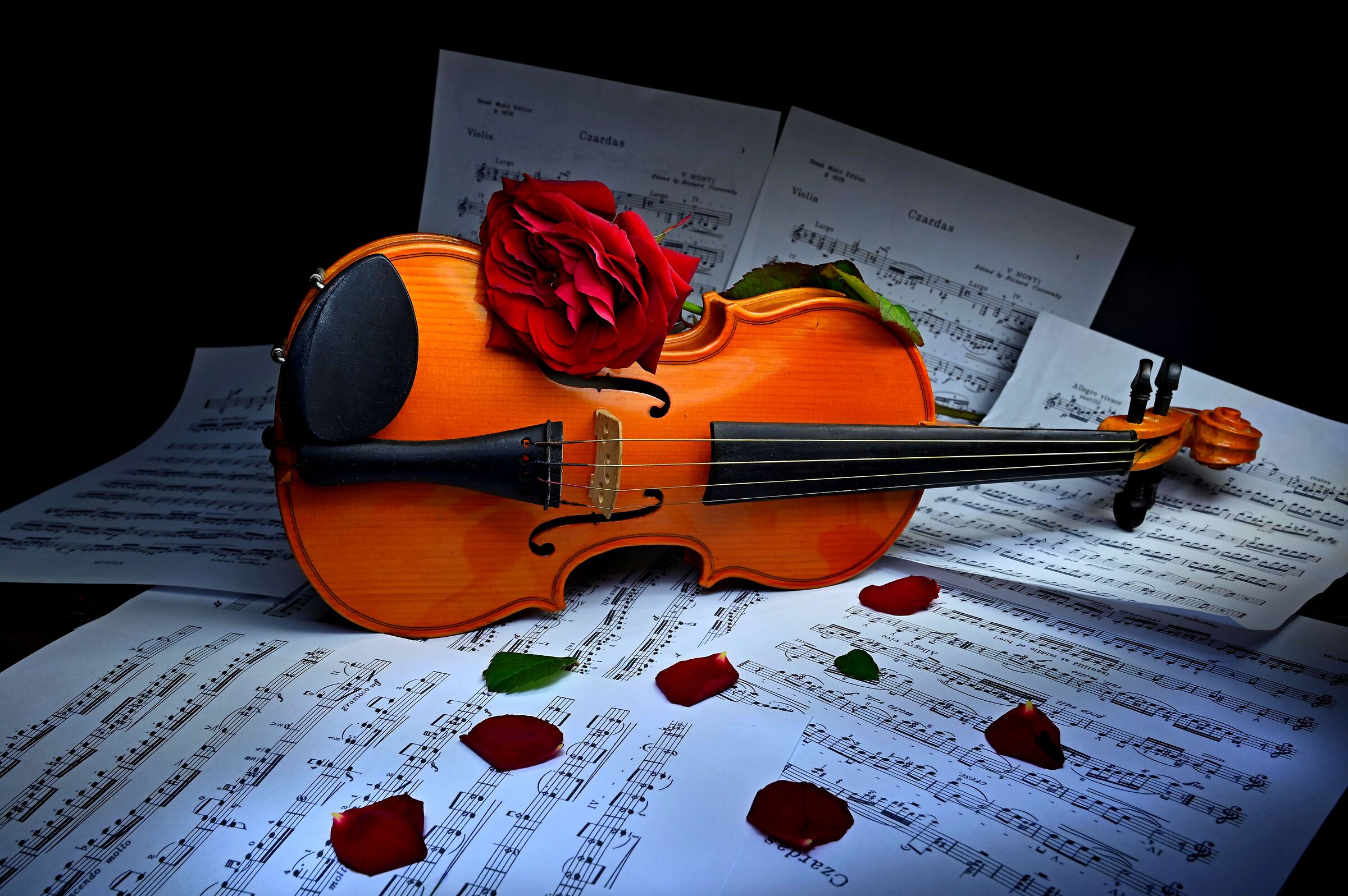The Rose and the Violin...