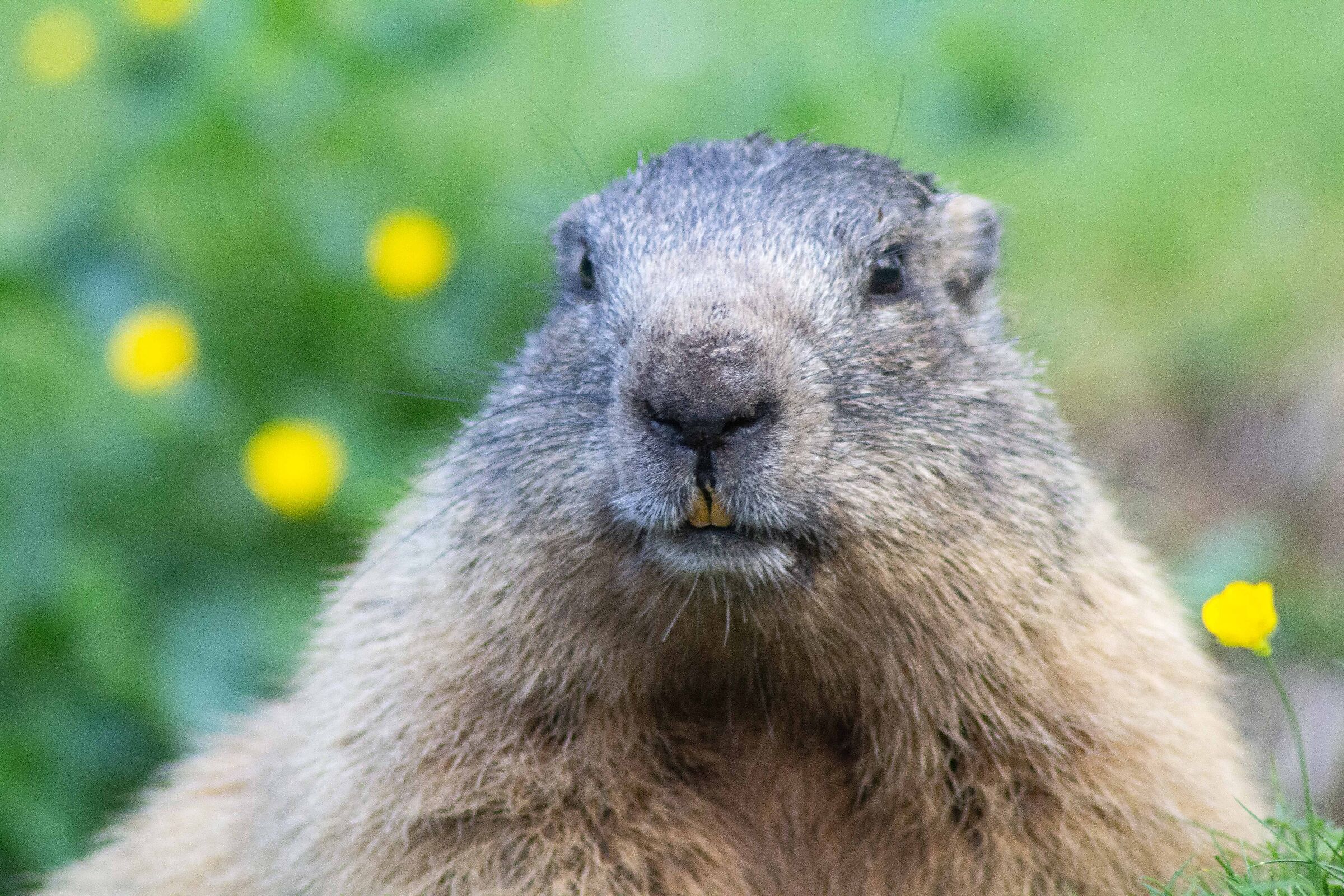 marmot close-up...