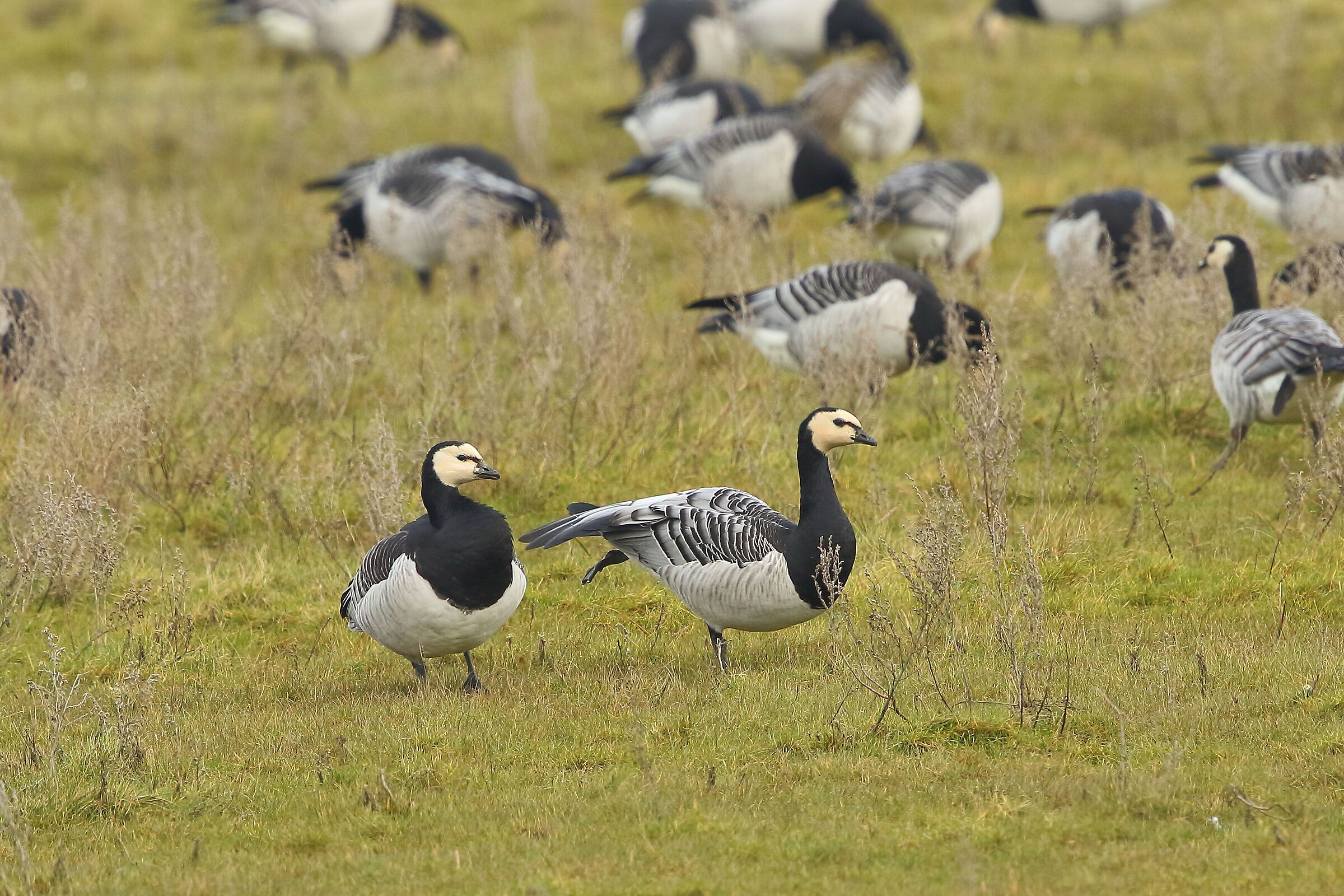 White-faced geese...