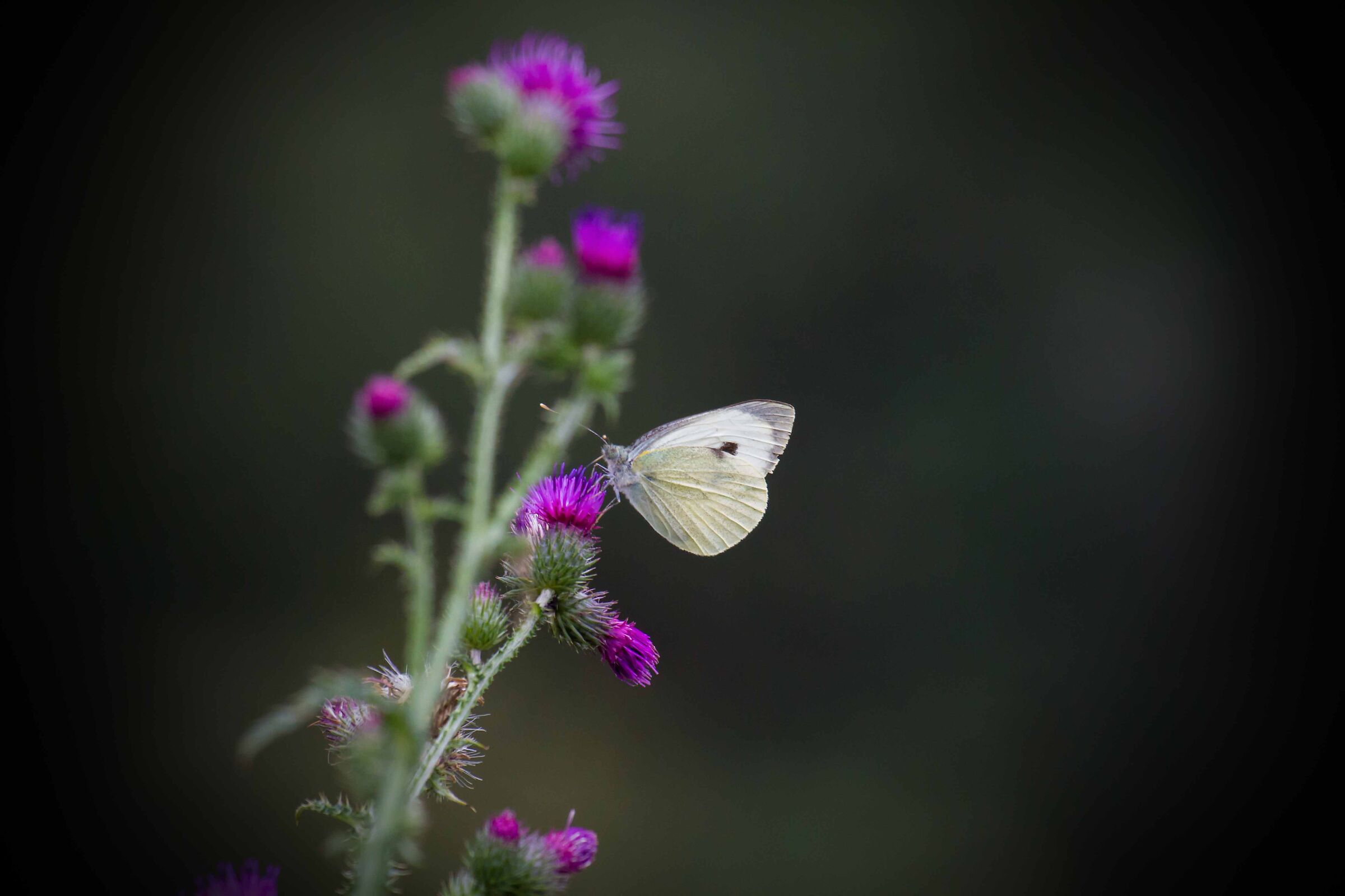 white butterfly...