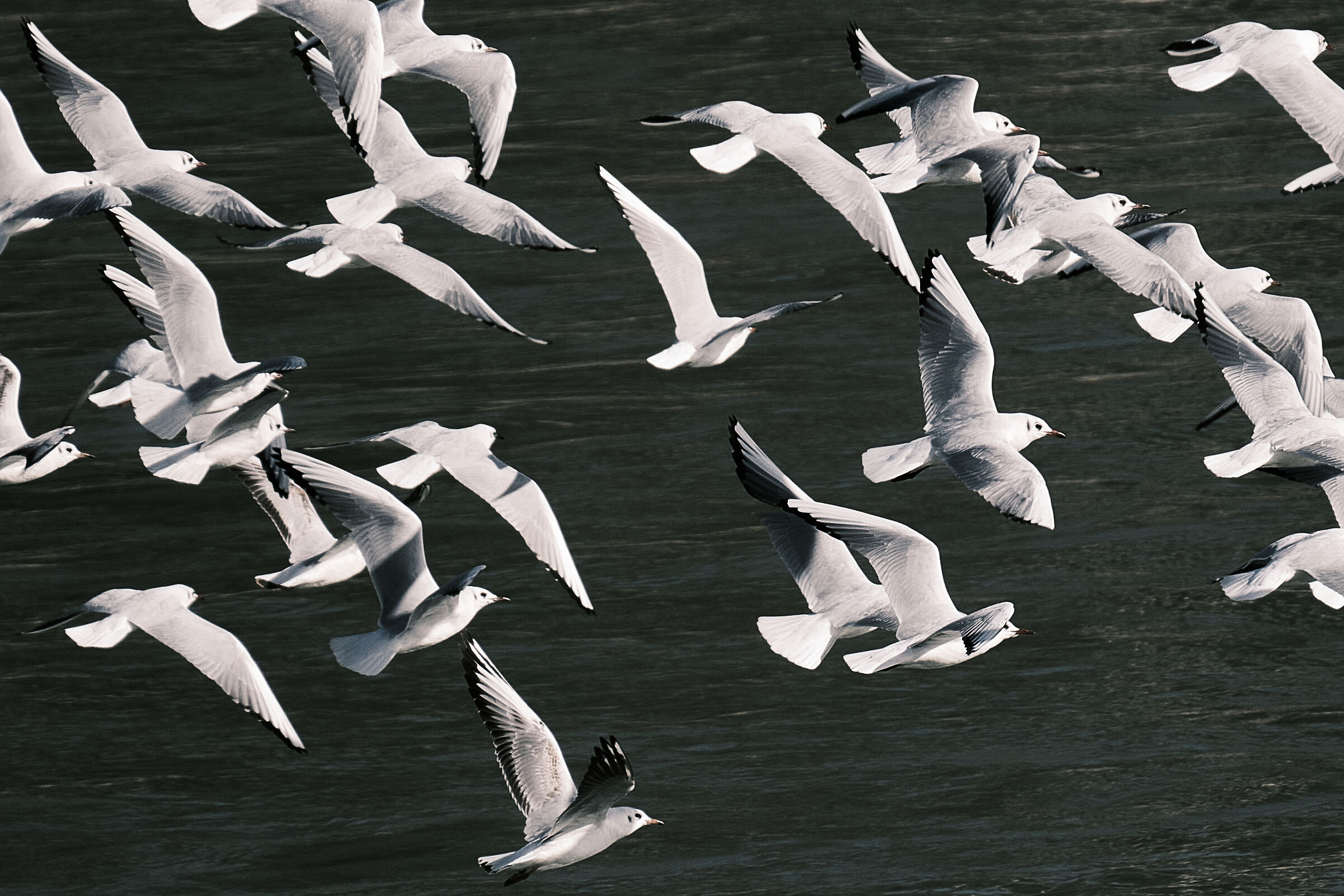 Flight of seagulls...