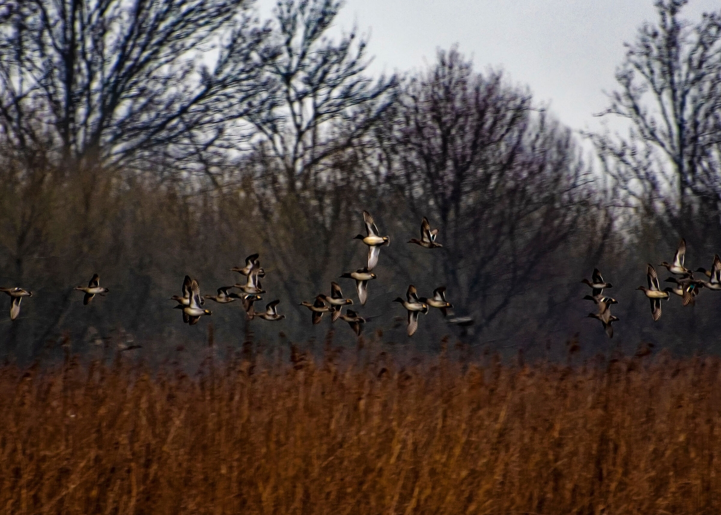 Flock of Ducks...