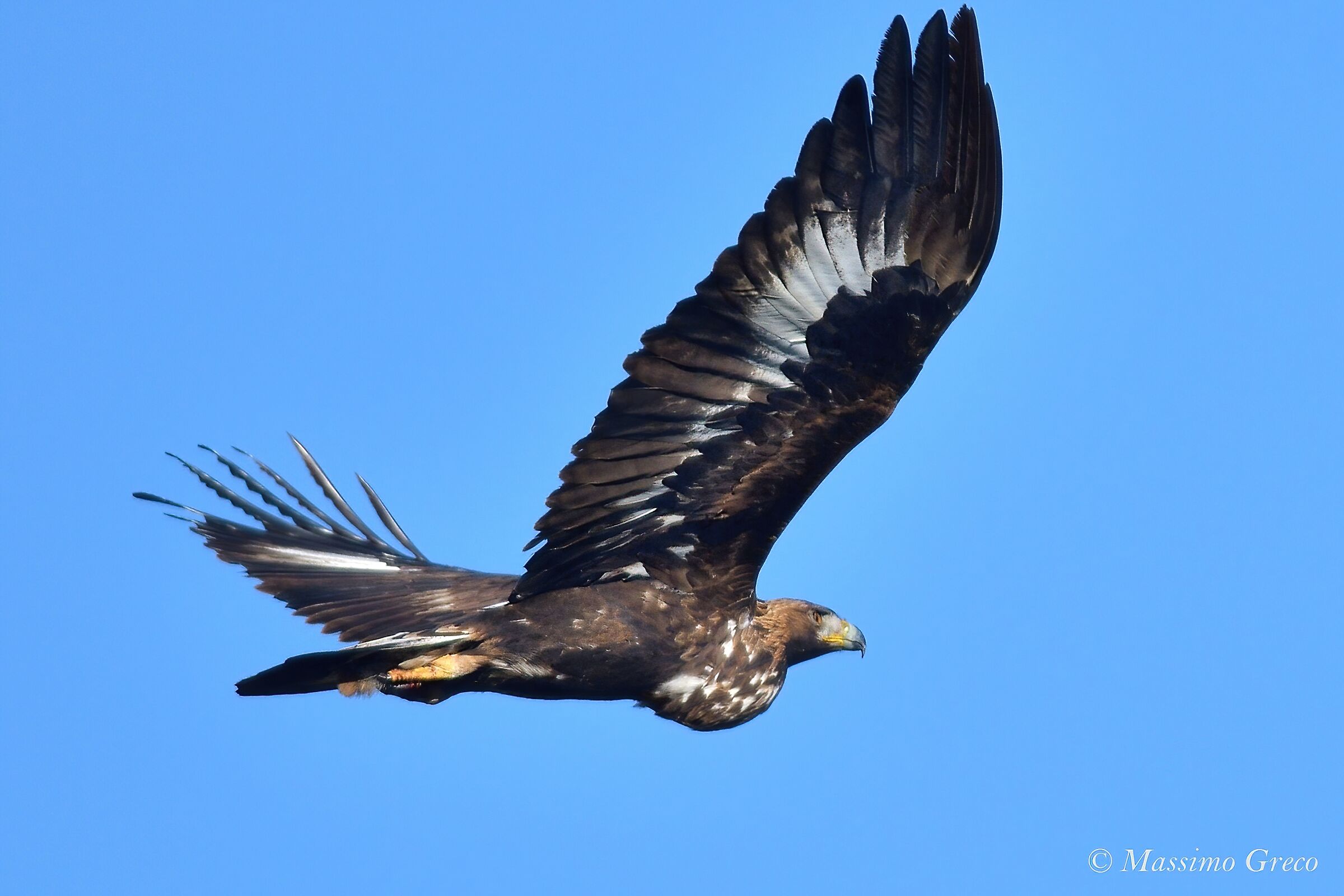 Golden Eagle (Aquila chrysaetos)...