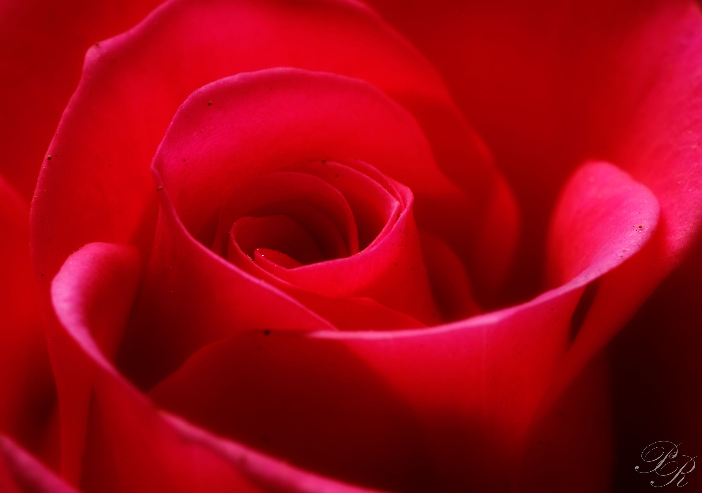 Immersed in a rose...